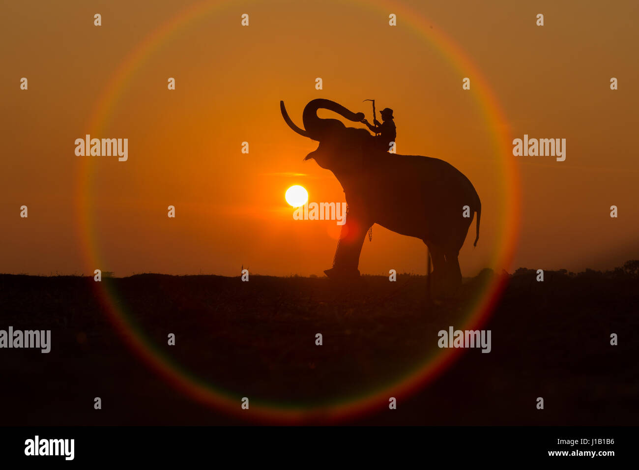 Silhouette éléphant dans le cercle du soleil. C'est un mode de vie en Thaïlande. Banque D'Images