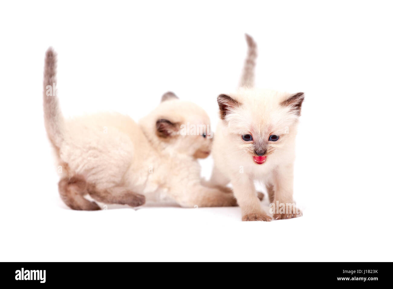 Beau petit chatons siamois une mewing sur appareil photo. Isolé sur fond blanc. Banque D'Images