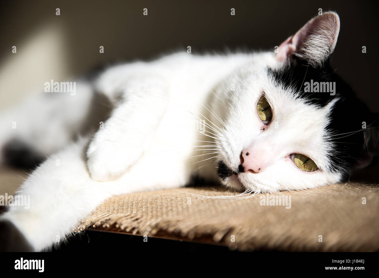 Photographie d'un chat noir et blanc dans l'éclairage naturel Banque D'Images
