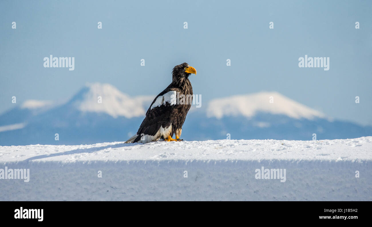 L'aigle de mer de Steller est assis sur la neige sur le fond de l'île Kunashir. Le Japon. Hakkaydo. La Péninsule de Shiretoko. Le Parc National de Shiretoko . Banque D'Images