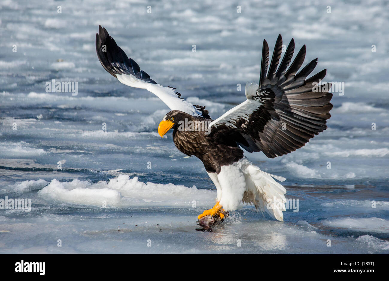 L'aigle de mer de Steller en vol avec les proies sur un arrière-plan de la mer gelée. Le Japon. Hakkaydo. La Péninsule de Shiretoko. Le Parc National de Shiretoko . Banque D'Images