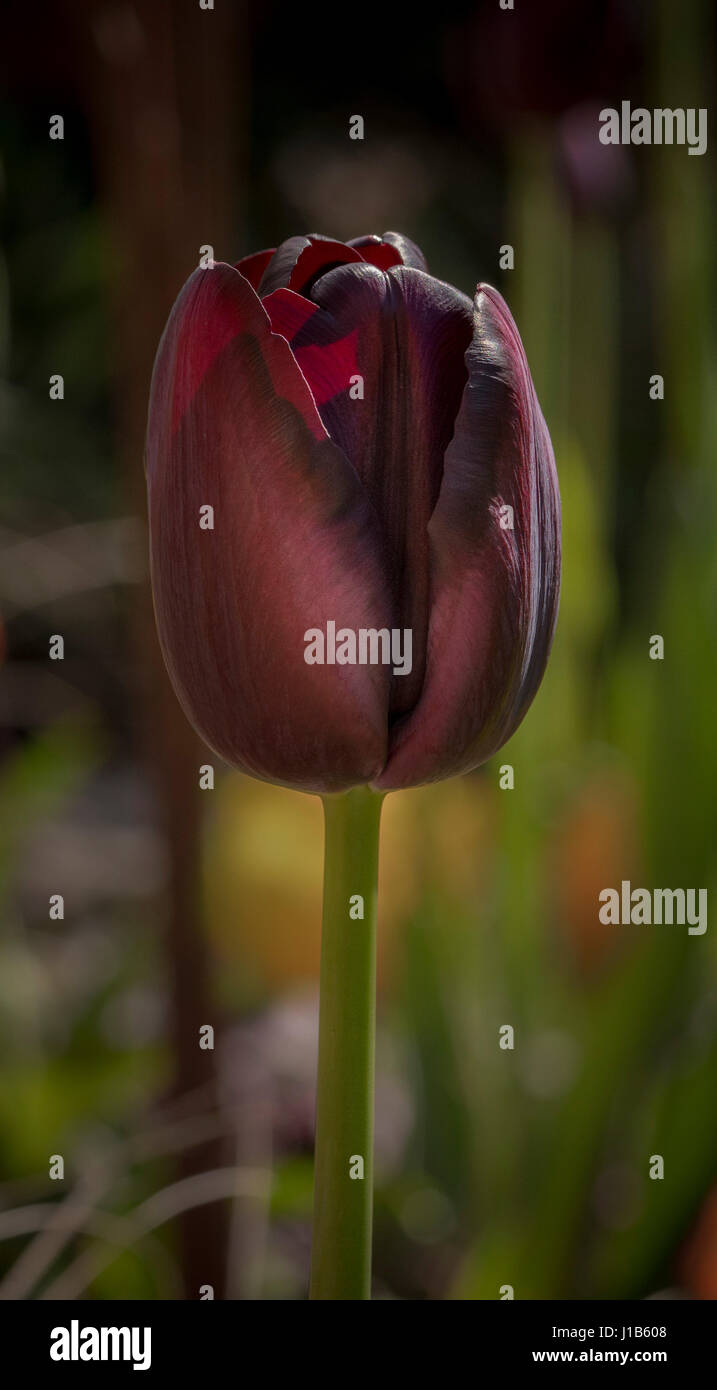 Vue latérale d'une reine de la nuit pourpre tulip culture des fleurs dans un jardin. Banque D'Images