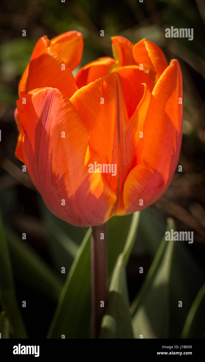 Vue latérale d'une orange La Princesse Irene tulip culture des fleurs dans un jardin. Banque D'Images