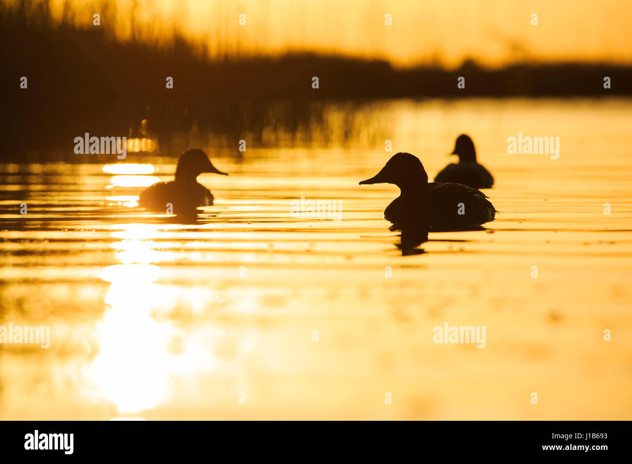 Pochard au coucher du soleil dans l'étang Banque D'Images