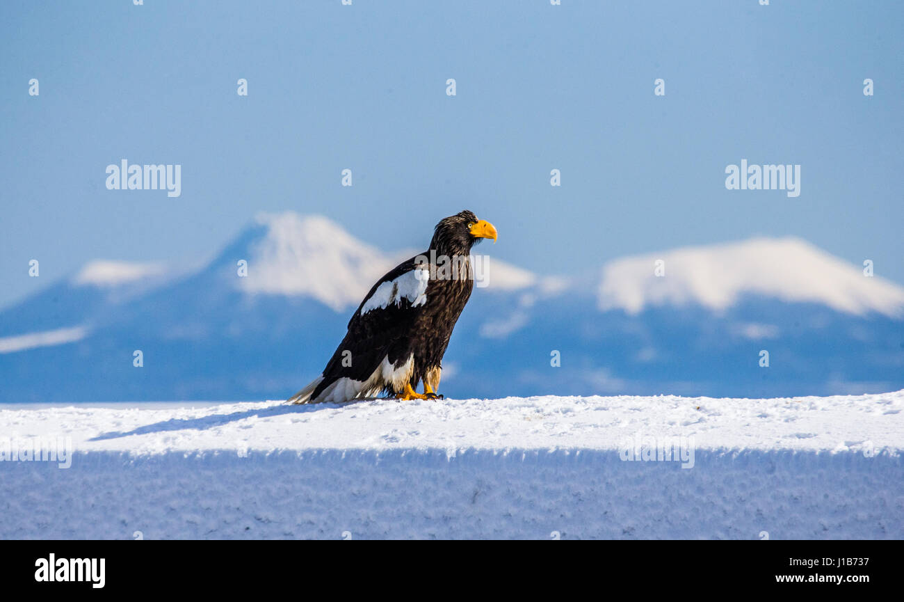 L'aigle de mer de Steller est assis sur la neige sur le fond de l'île Kunashir. Le Japon. Hakkaydo. La Péninsule de Shiretoko. Le Parc National de Shiretoko . Banque D'Images