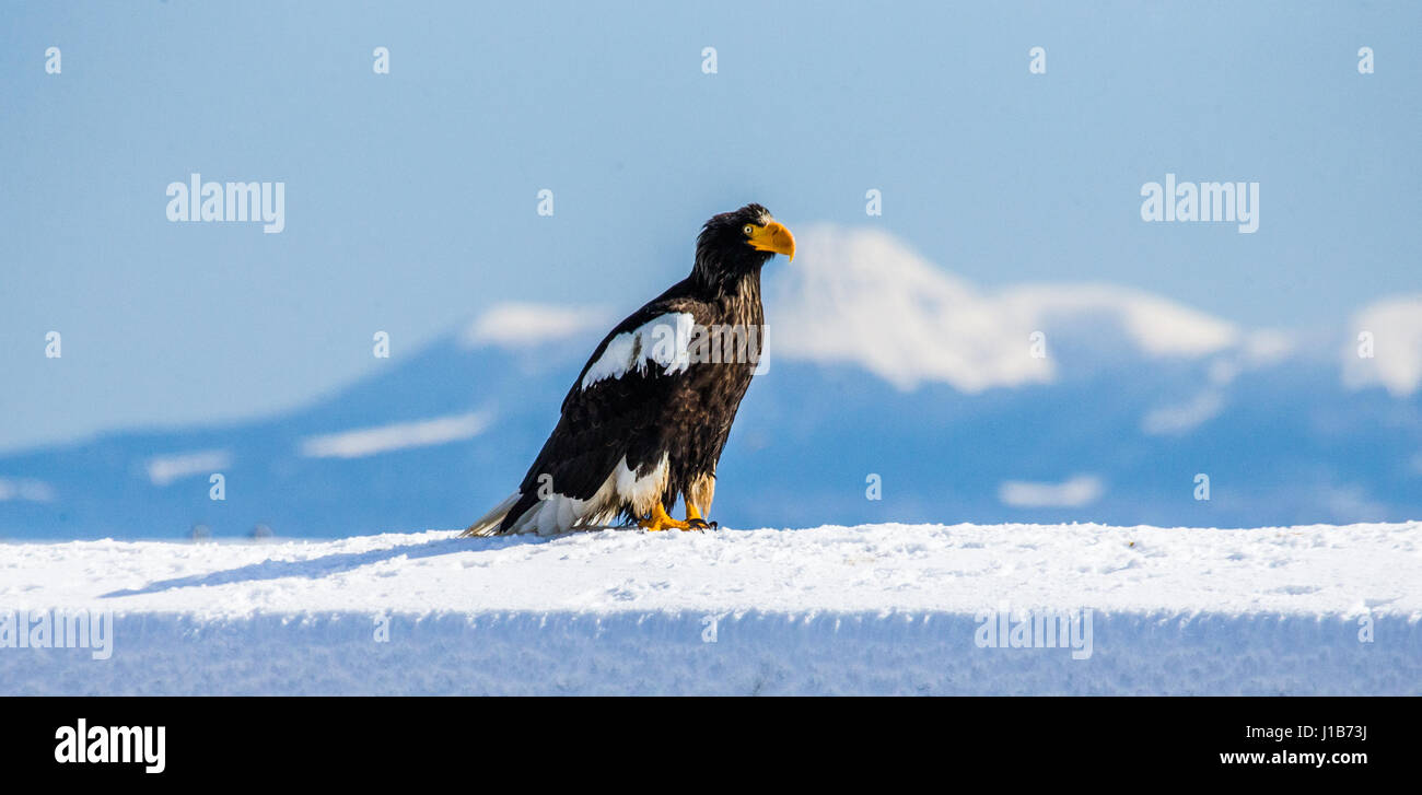 L'aigle de mer de Steller est assis sur la neige sur le fond de l'île Kunashir. Le Japon. Hakkaydo. La Péninsule de Shiretoko. Le Parc National de Shiretoko . Banque D'Images