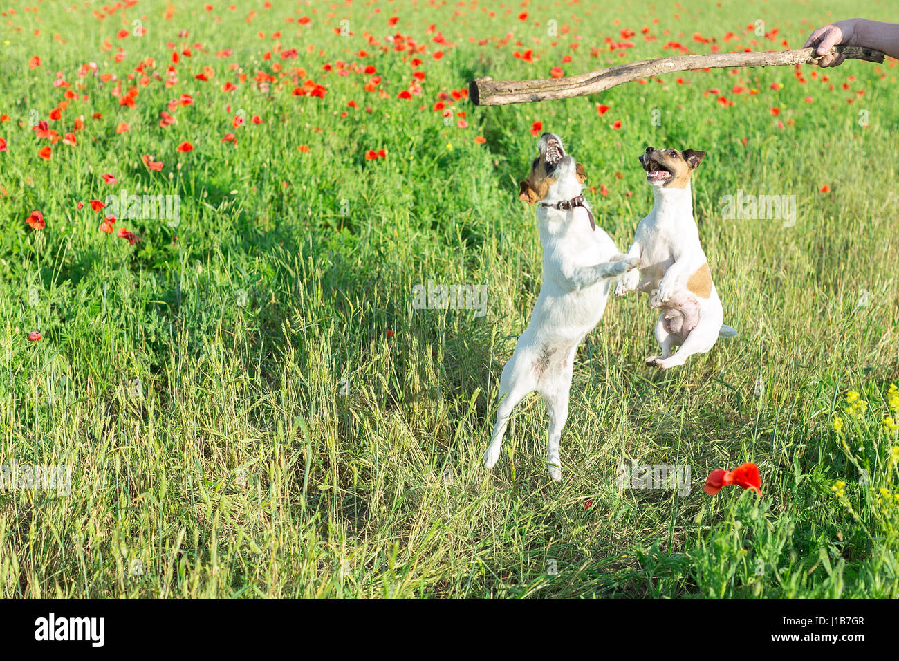 Nature, printemps, fleurs et animaux domestiques - deux chiens jouant sur un champ de coquelicots rouges, le saut d'un stick dans la main de l'homme, le Jack Russell Terrier est un drôle de petit chien terrier, Mylo. Banque D'Images