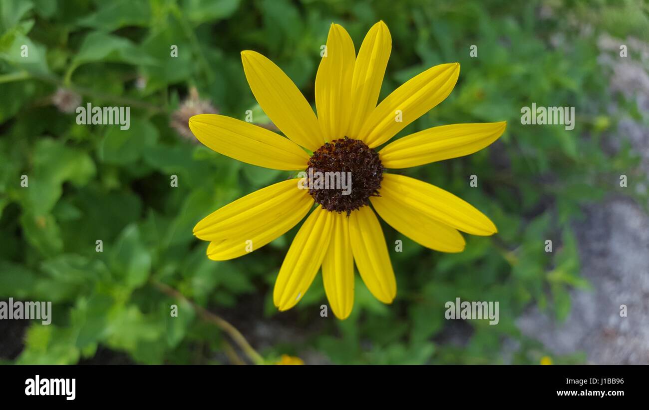 Comme Daisy Fleur Jaune Et Marron Superbe Banque Dimages