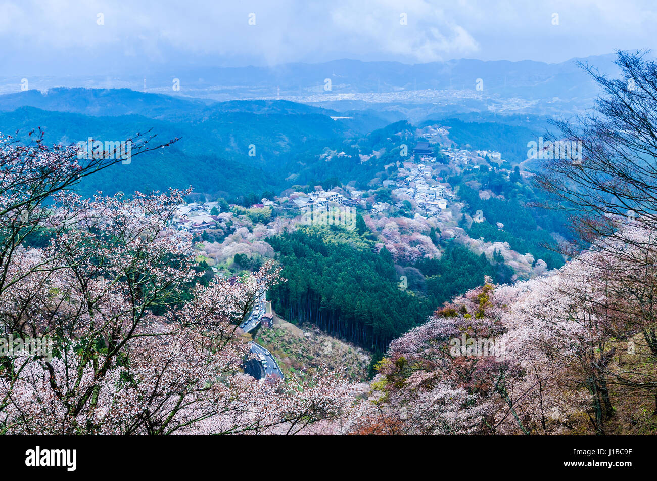 Fleur de cerisier sur le mont Yoshino le matin à Nara au Japon ,tonifié et filtre couleur Banque D'Images