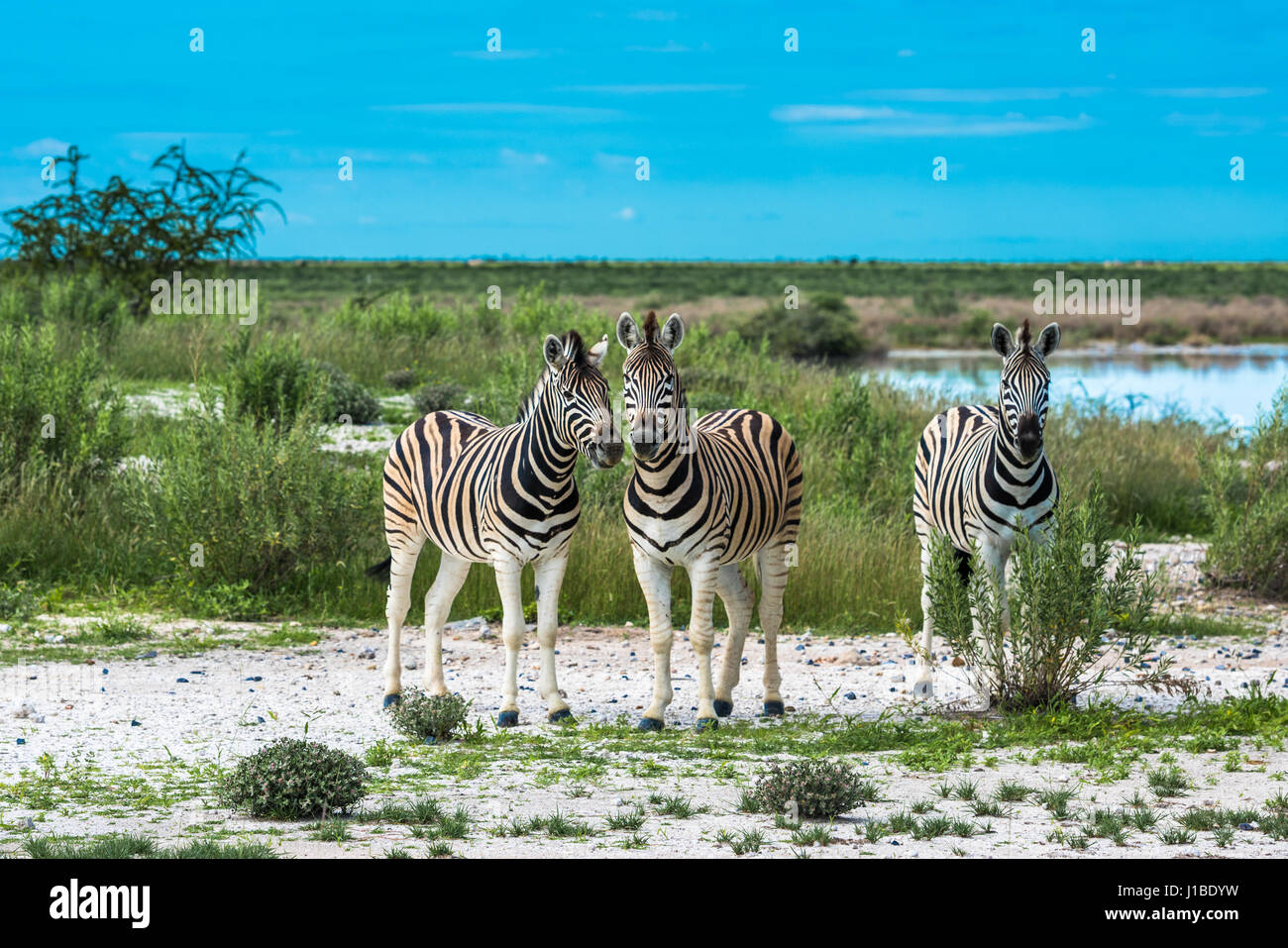 Les zèbres dans le parc national d'Etosha, Namibie Banque D'Images