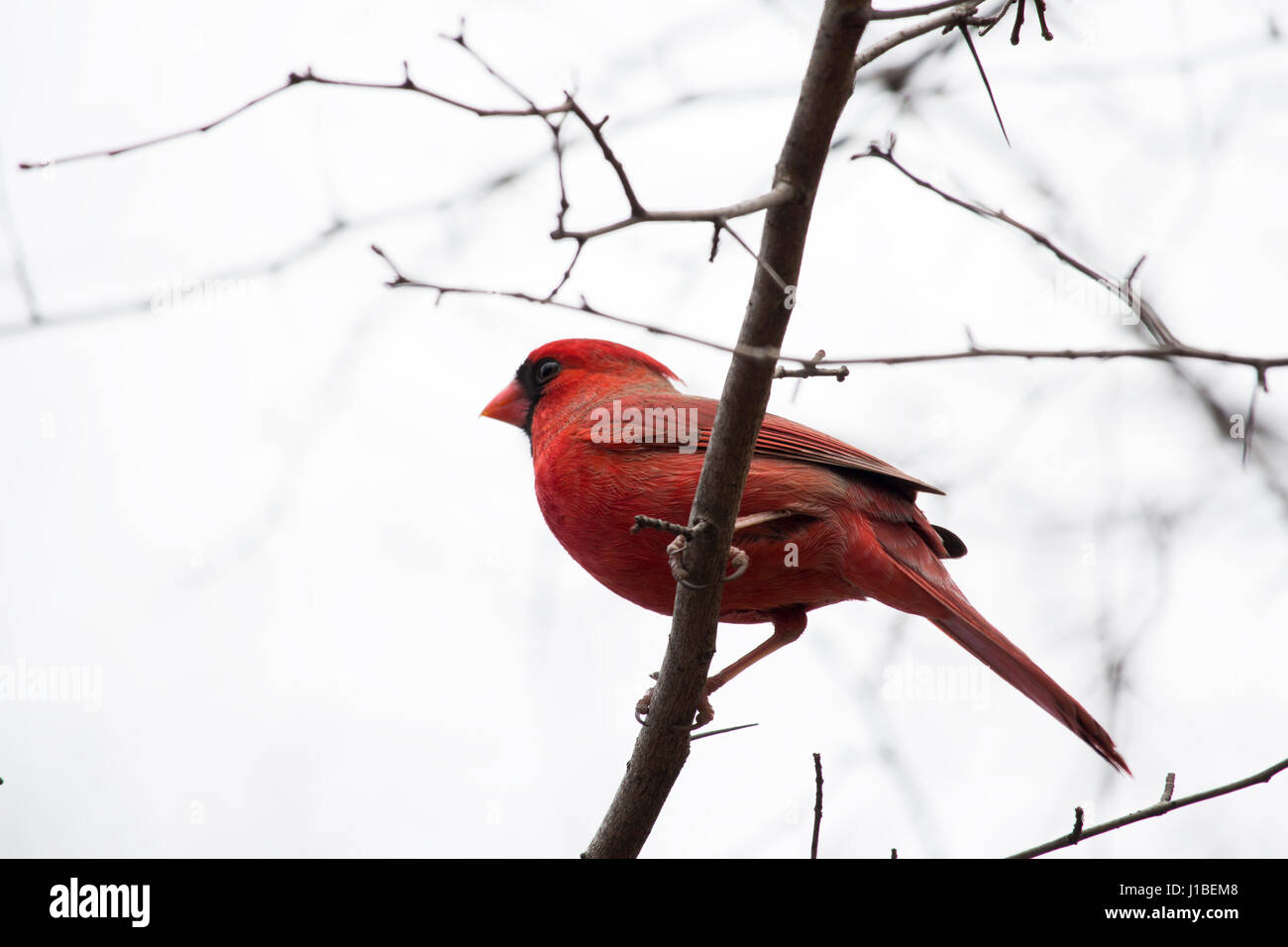 Oiseau Rouge Sur Branch Dans Central Park Northern