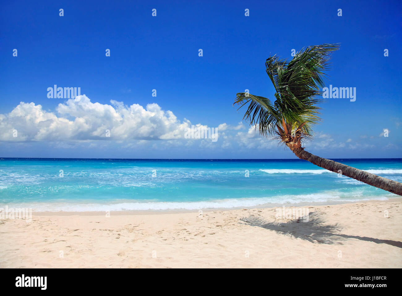 Vue de nice plage tropicale avec palm. La Barbade Banque D'Images