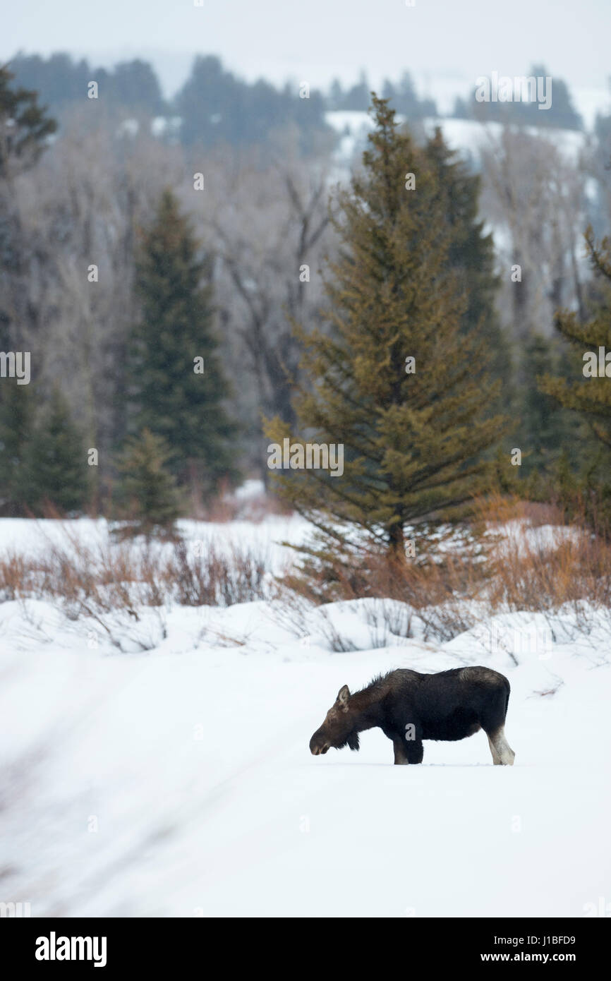 Elch / Orignal ( Alces alces ), jeune taureau dans son habitat typique, en hiver, région de Yellowstone, Wyoming, USA. Banque D'Images