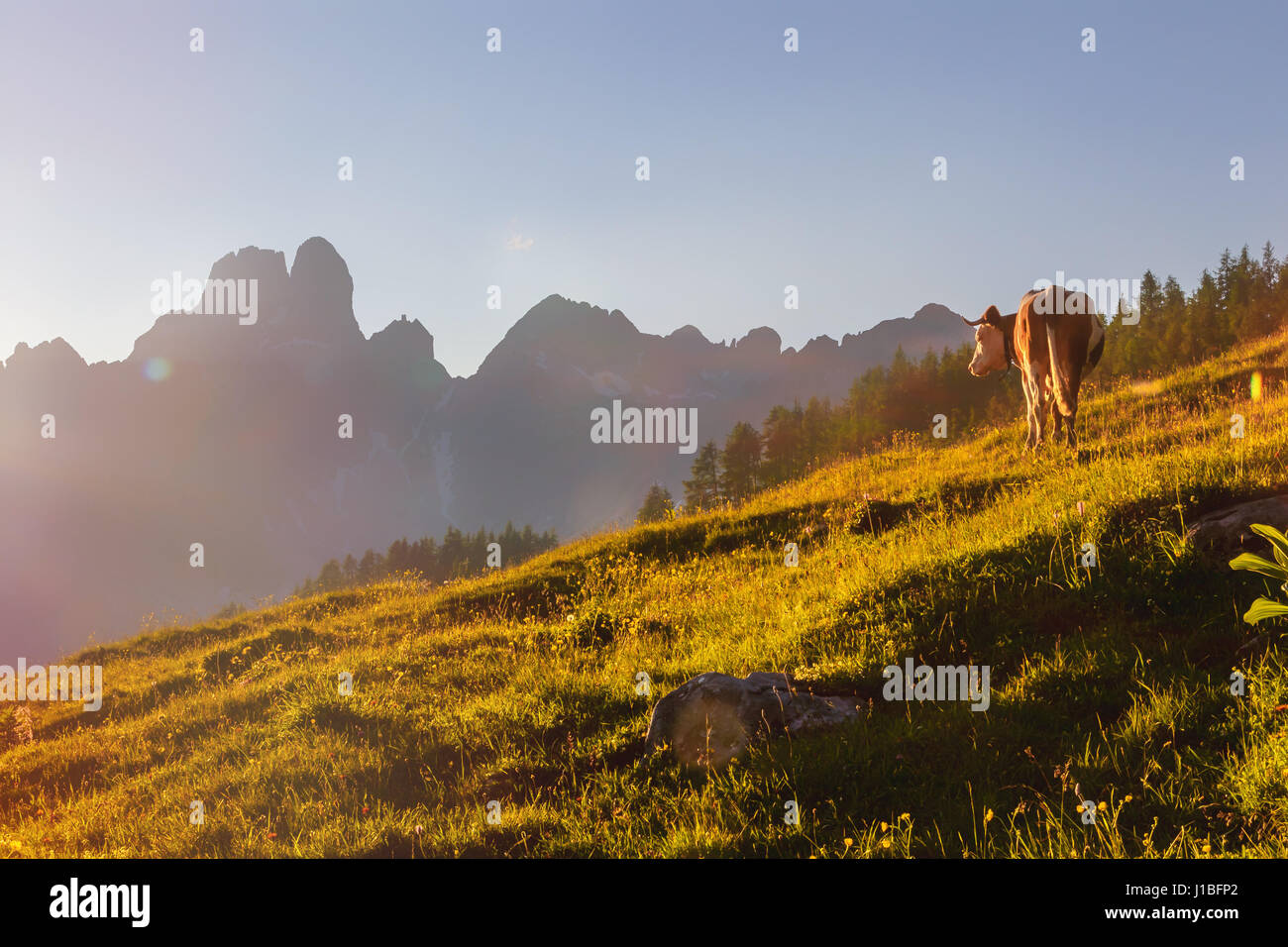 Vache (bos taureau) regardant dans le coucher du soleil sur un pâturage dans les Alpes autrichiennes. En arrière-plan, on voit des silhouettes de la montagne Bischofsmütze. Banque D'Images