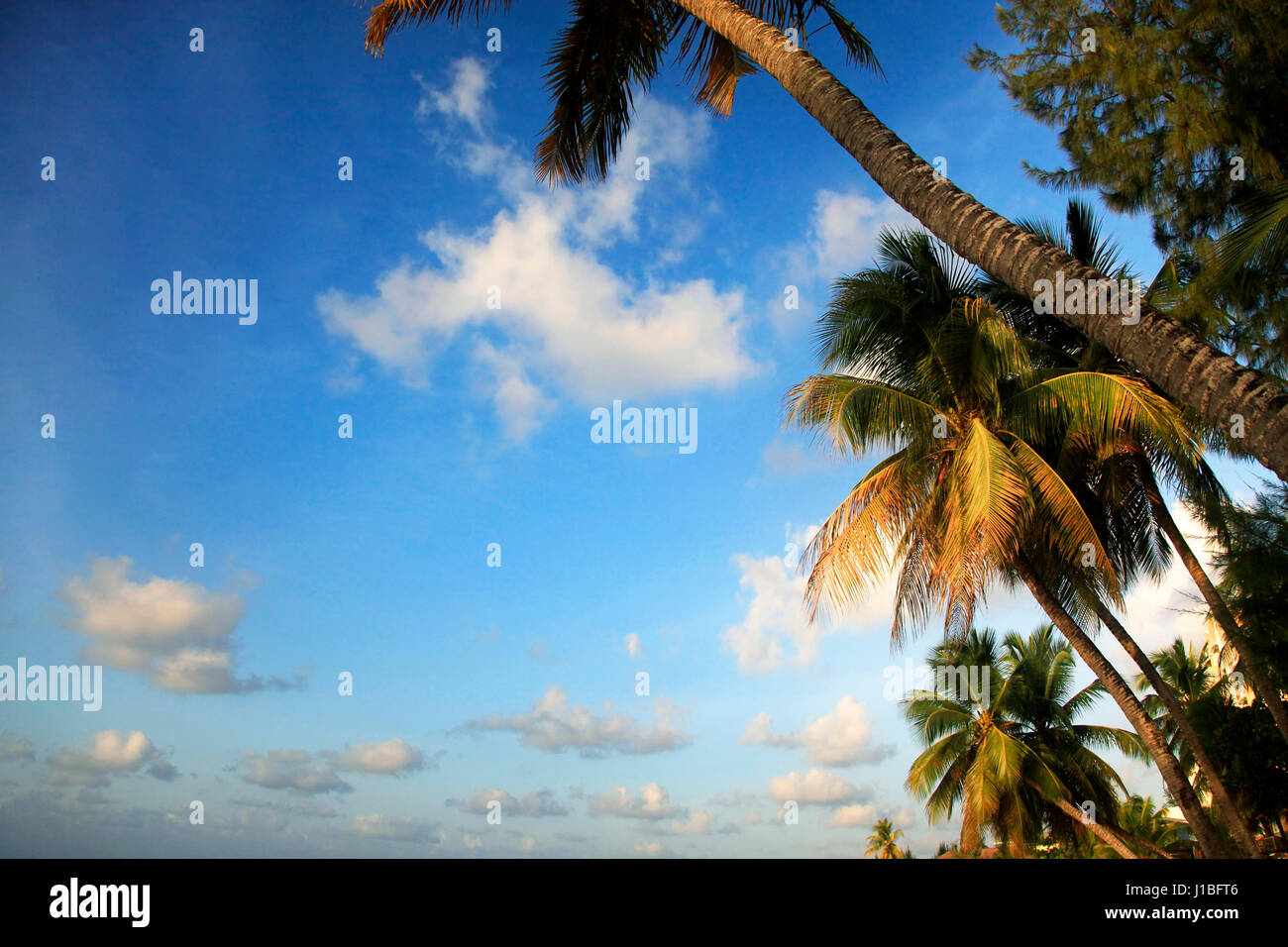 Vue de nice plage tropicale avec palm. La Barbade Banque D'Images