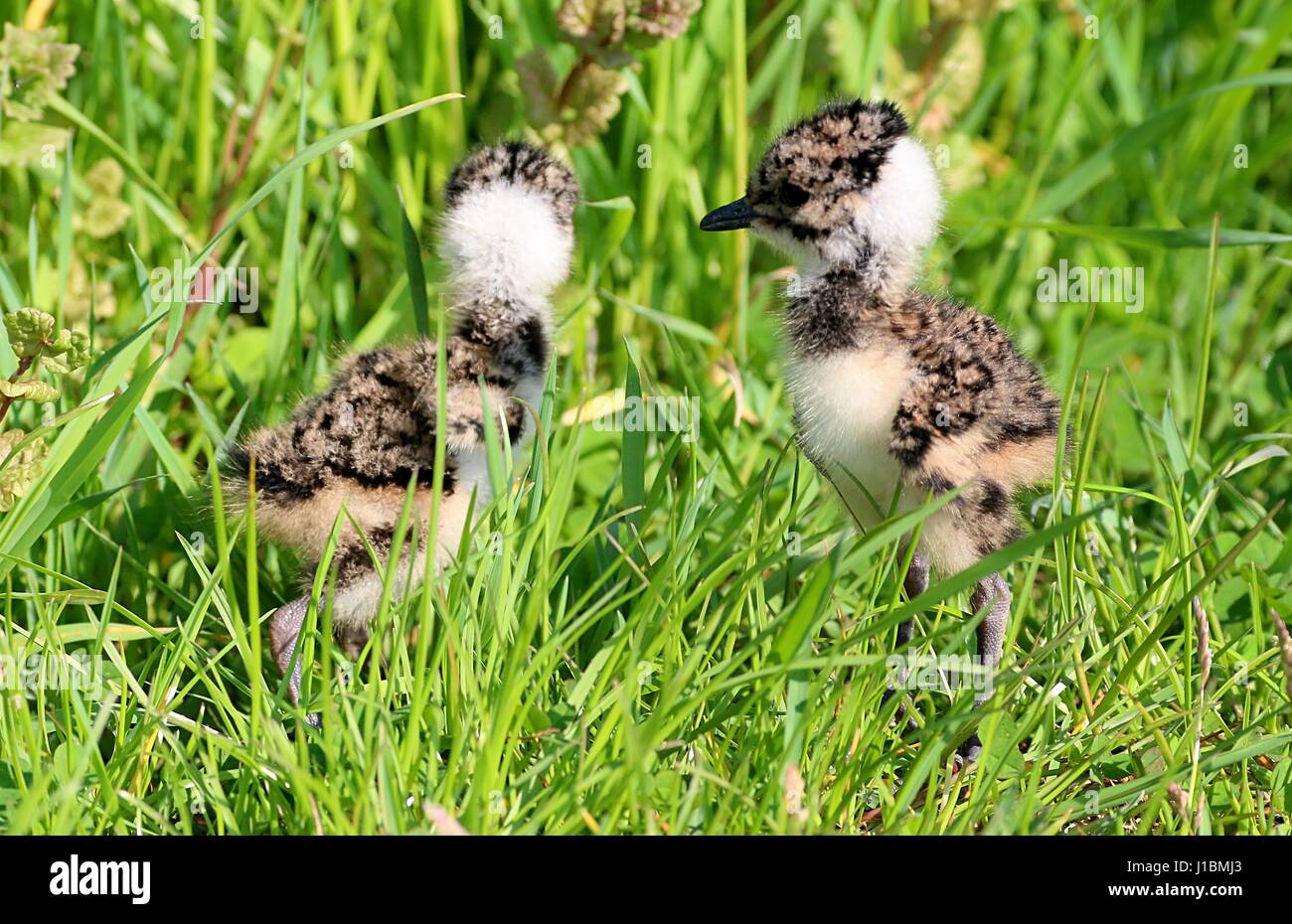 Deux nord bébé sociable Vanellus vanellus (poussins) réunion de printemps dans les hautes herbes Banque D'Images