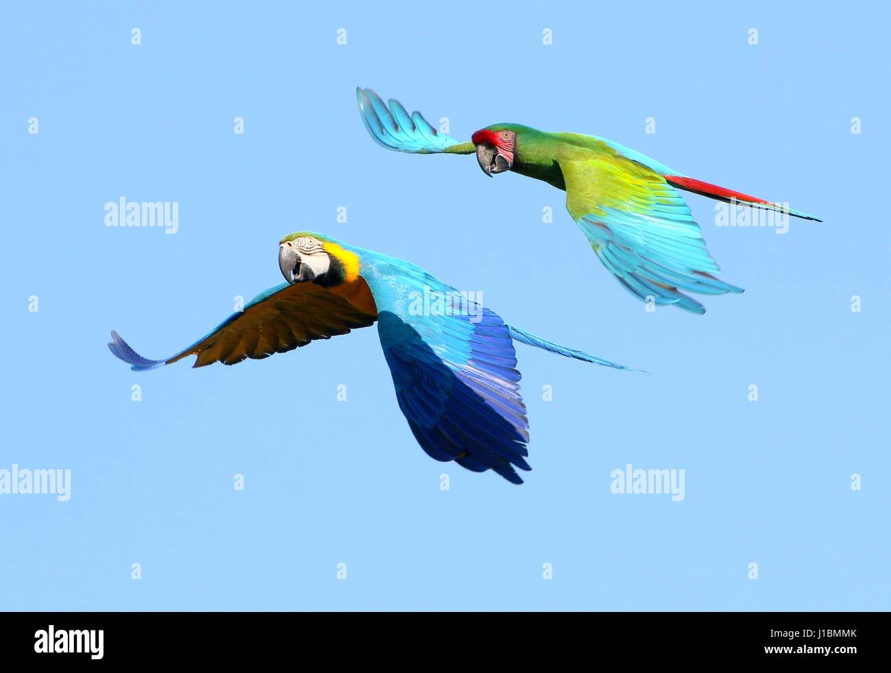 Ara militaire (Ara militaris) voler près avec un Blue and Gold Macaw (Ara ararauna) Banque D'Images