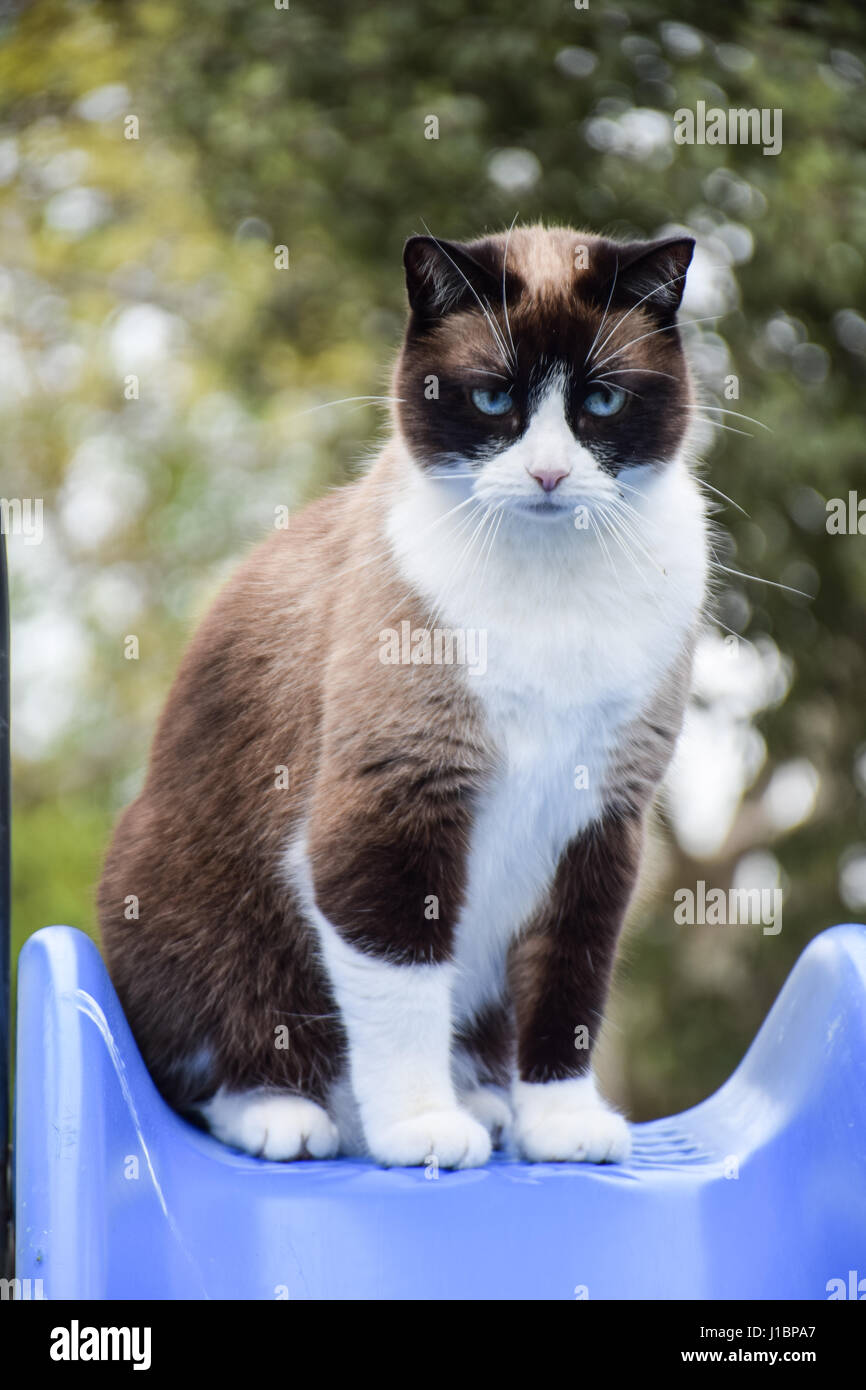 Chat dans le jardin Banque D'Images