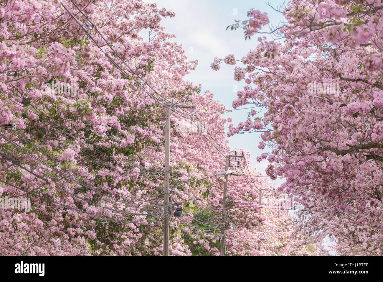 Tabebuia Rosea Rose Fleur Sur Haut De Arbre Qui Fleurit En
