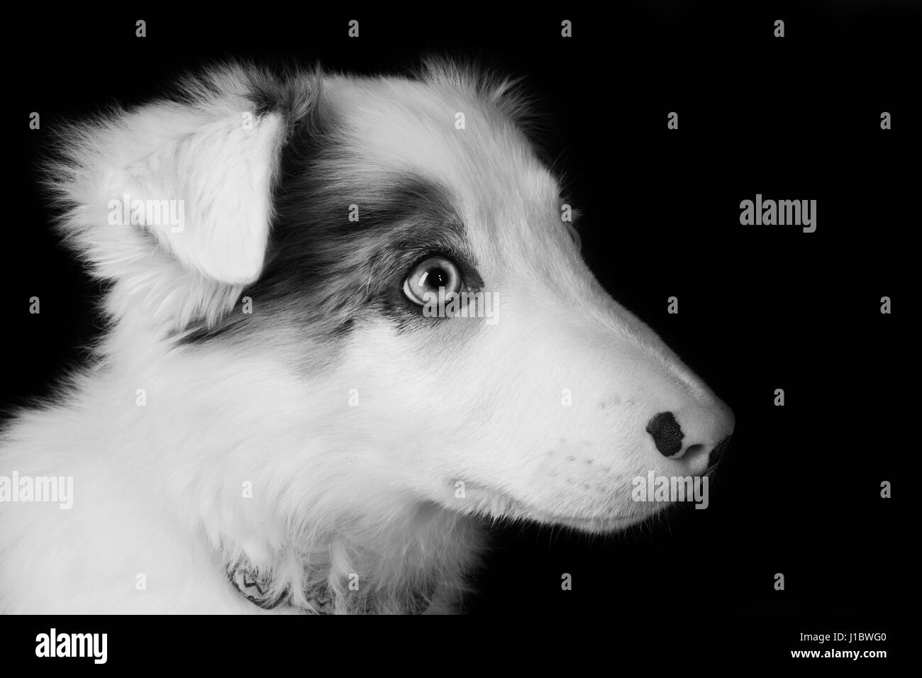 Un magnifique border collie bleu merle dans le studio Banque D'Images