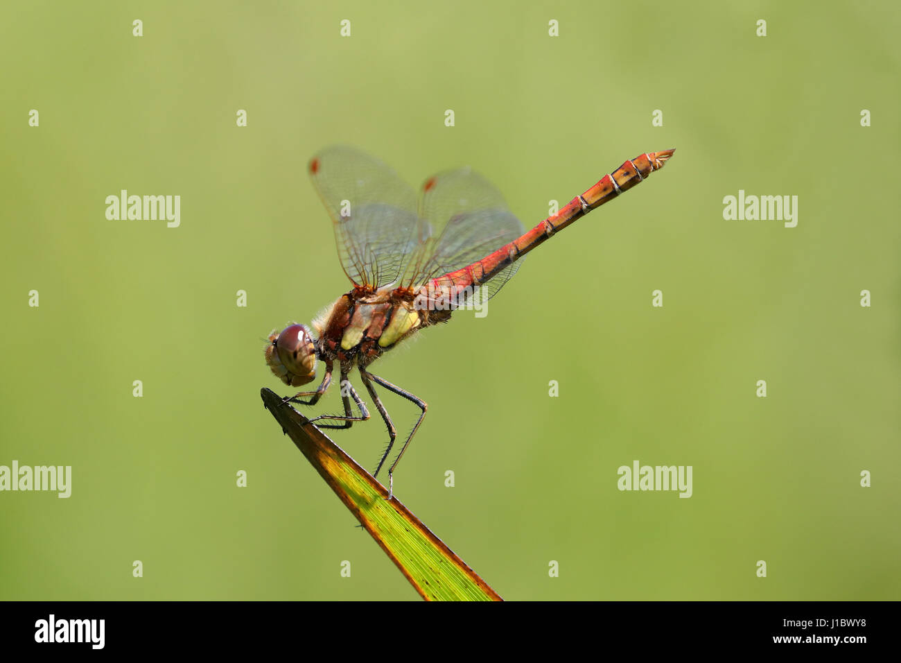 Sympetrum striolatum dard commune perché Banque D'Images