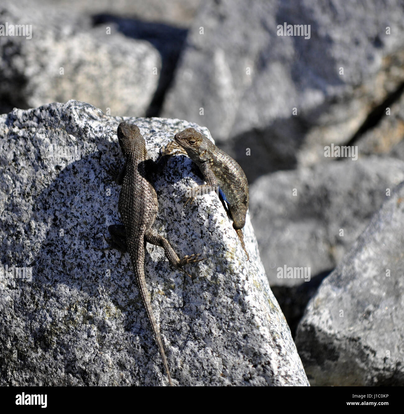 Clôture de l'Ouest, les lézards Sceloporus occidentalis, Alameda Creek ,,, Trail, Union City, California, USA, Banque D'Images