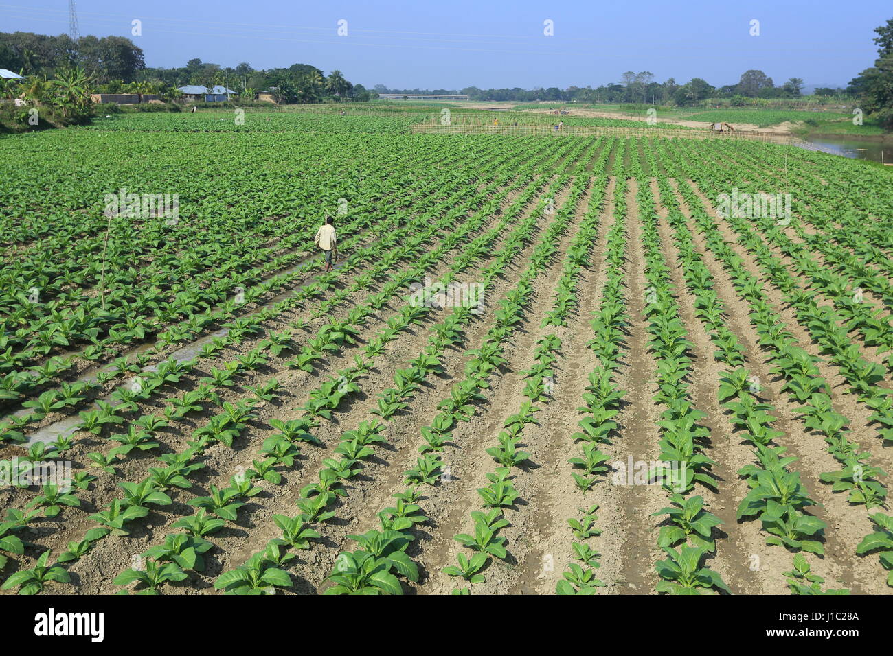 Plantation de tabac sur une vaste étendue de terre le long de la rivière dans l'Khagrachharhi Maini Dighinala. Banque D'Images