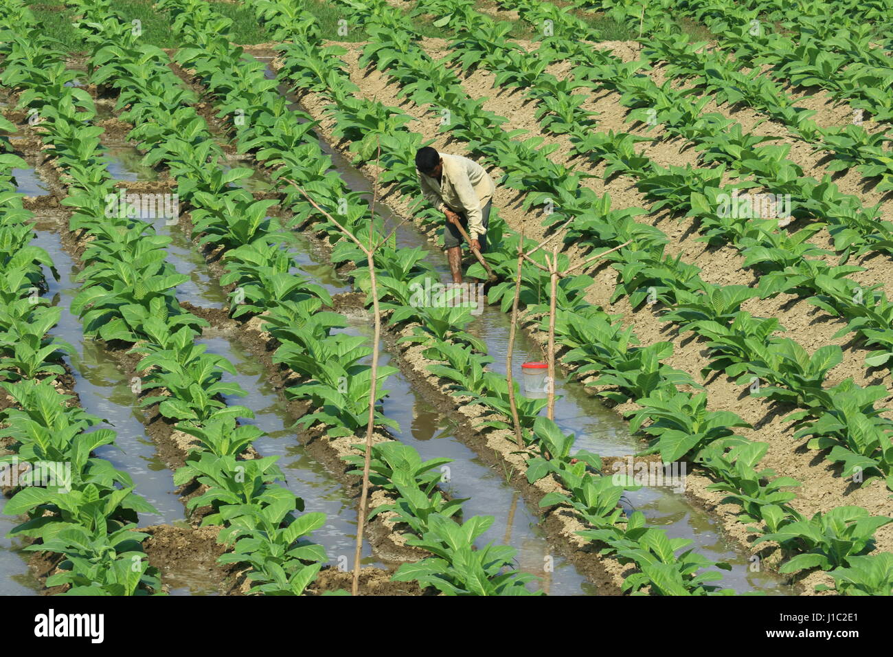 Plantation de tabac sur une vaste étendue de terre le long de la rivière dans l'Khagrachharhi Maini Dighinala. Banque D'Images