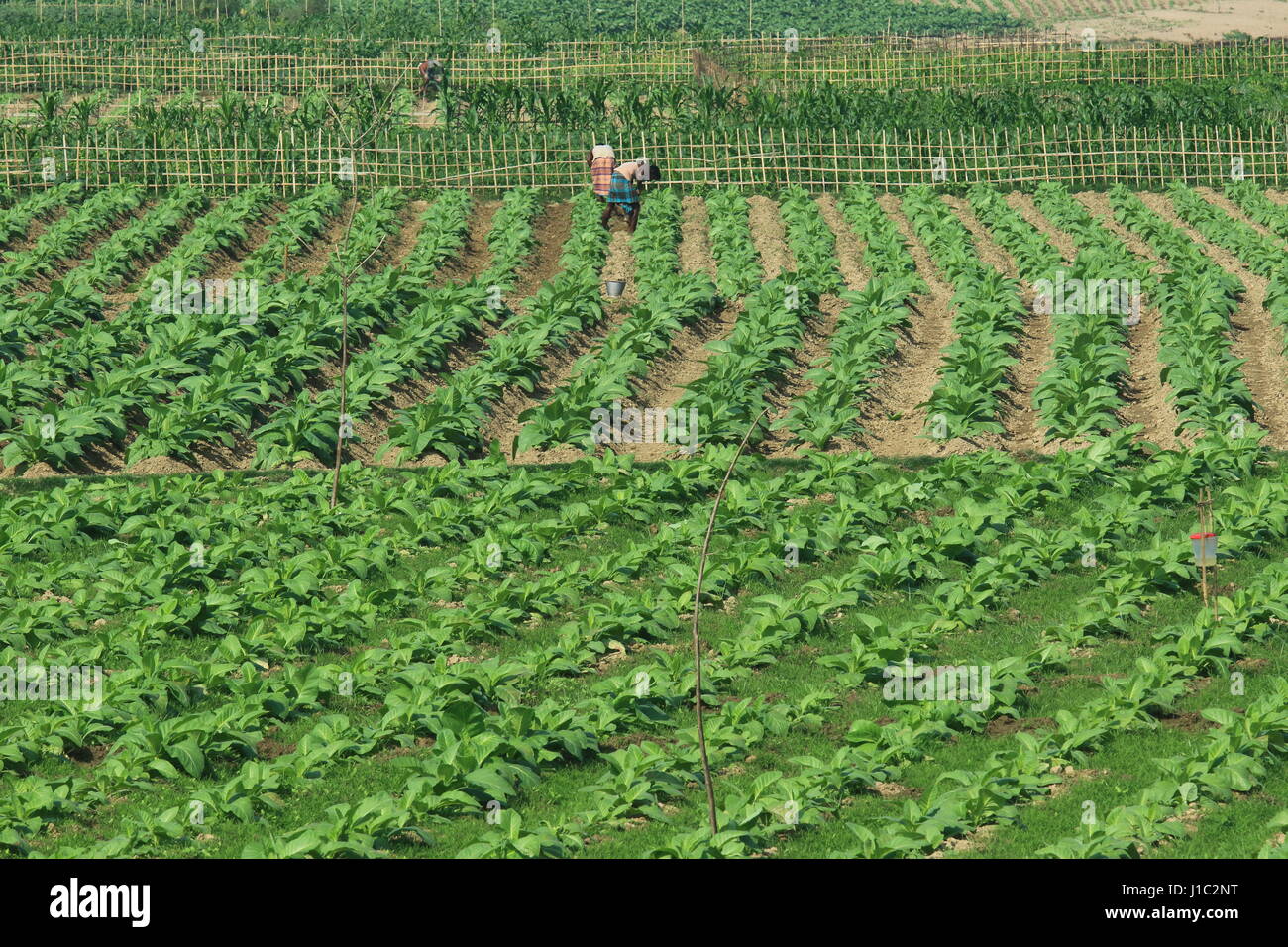 Plantation de tabac sur une vaste étendue de terre le long de la rivière dans l'Khagrachharhi Maini Dighinala. Banque D'Images