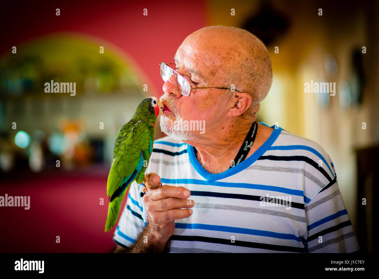 Un vieil homme et son Ara vert à La Havane Cuba Banque D'Images