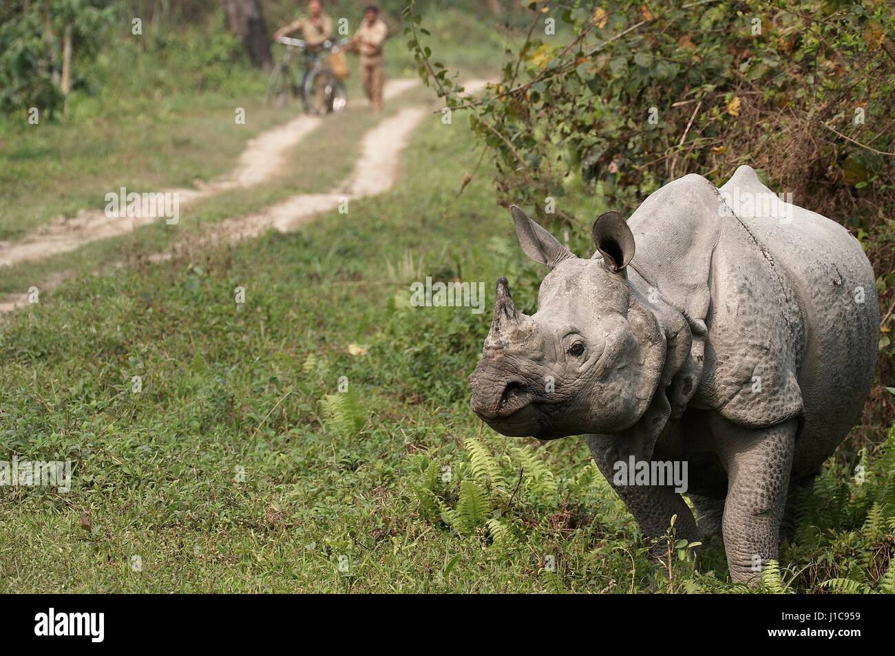 Great Indian sauvages un rhinocéros unicornes (Rhinoceros unicornis) dans le parc national de Kaziranga, Assam, Inde. Banque D'Images