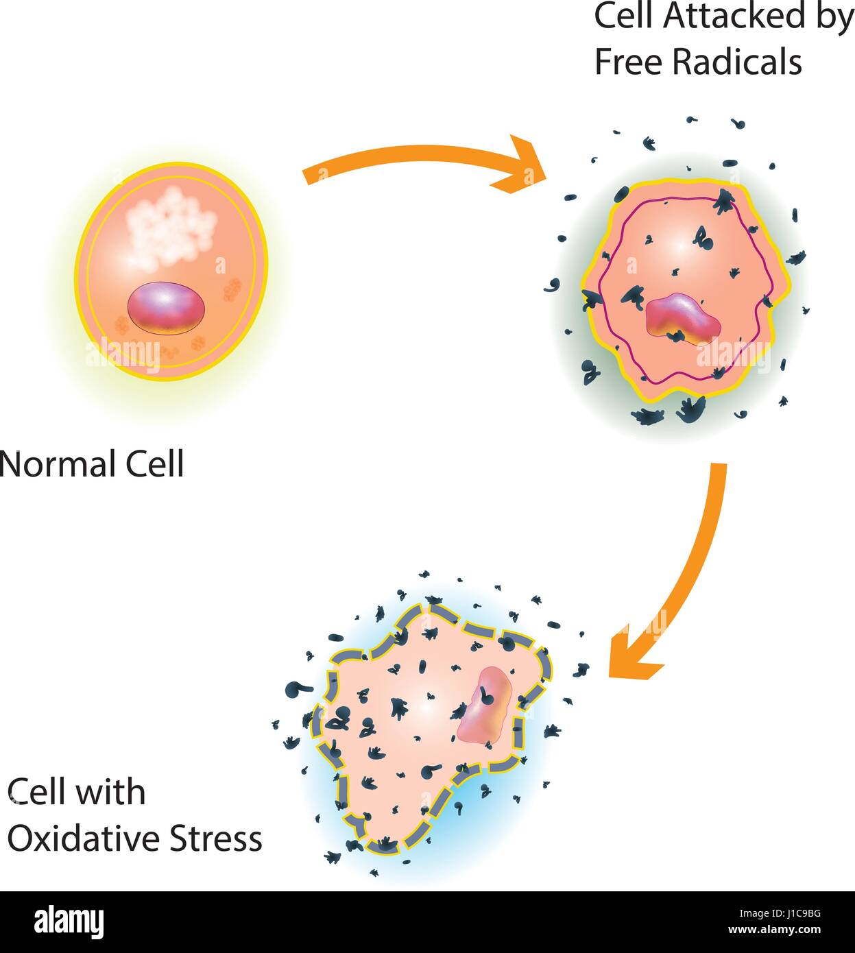 Le stress oxydatif d'une cellule saine causée par une attaque de radicaux libres Illustration de Vecteur