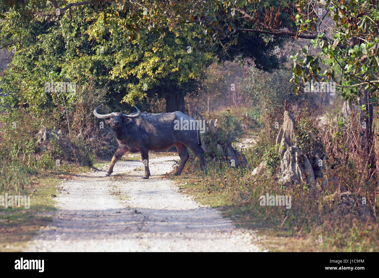 L'Asiatique sauvage Buffalo (Bubalus arnee) dans le parc national de Kaziranga, Inde Banque D'Images