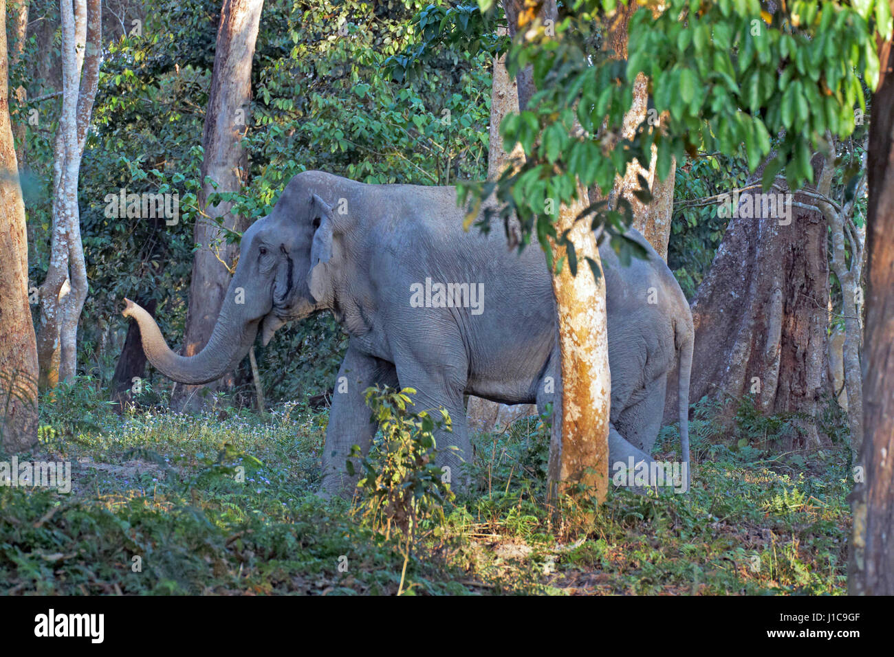 Les grands mâles sauvages Éléphant d'Asie (Elephas maximus indicus) en musth la forêt au parc national de Kaziranga, Inde Banque D'Images