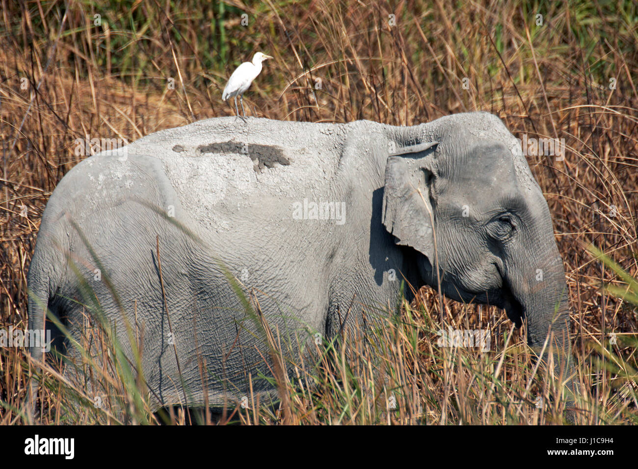 Wild Éléphant d'Asie (Elephas maximus indicus) dans l'herbe d'éléphant au parc national de Kaziranga Assam en Inde Banque D'Images