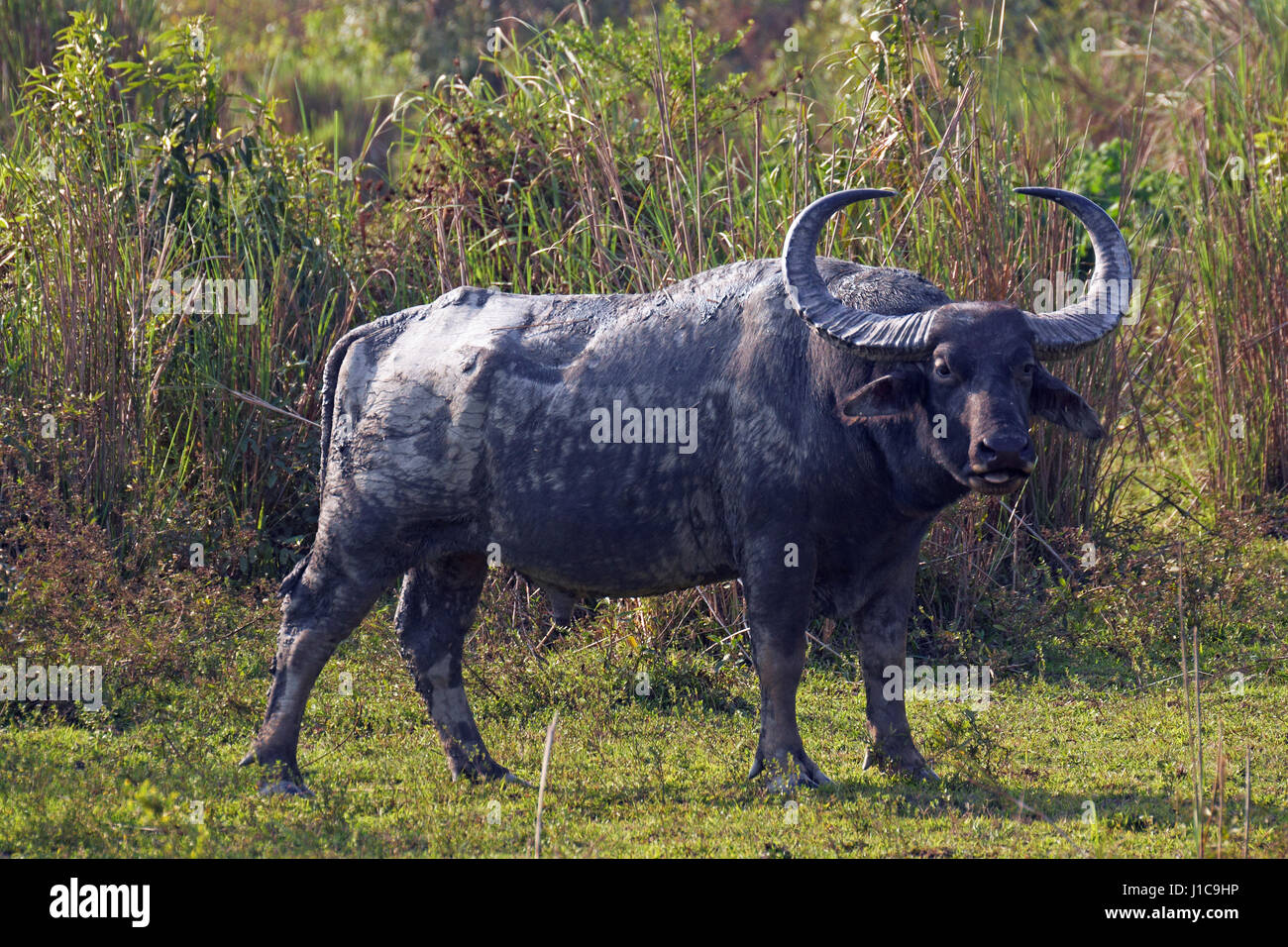 L'Asiatique sauvage Buffalo (Bubalus arnee) dans le parc national de Kaziranga, Inde Banque D'Images
