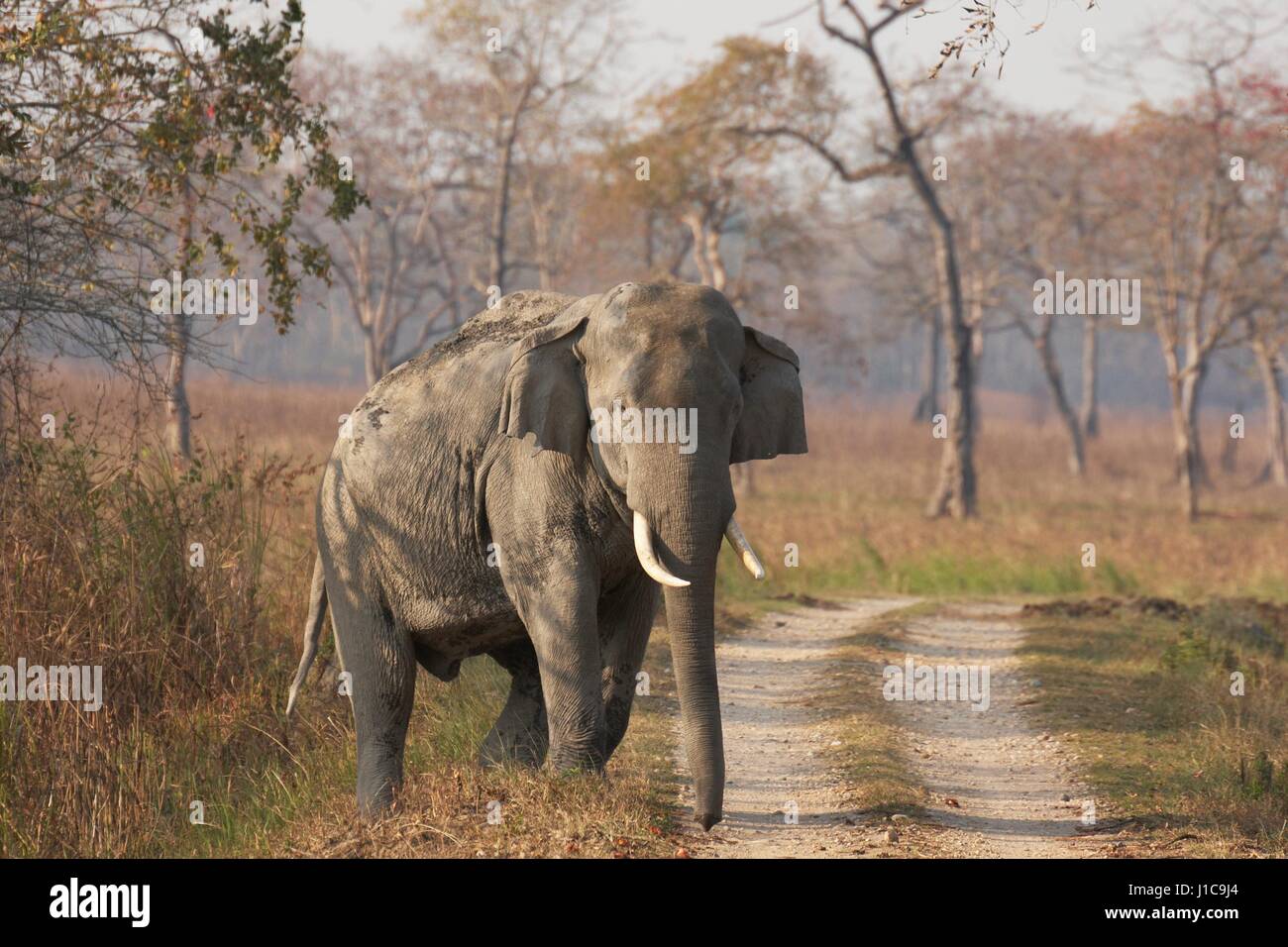 Grand éléphant asiatique mâle sauvage émergeant de la forêt pour traverser une piste dans le parc national de Kaziranga Inde Banque D'Images