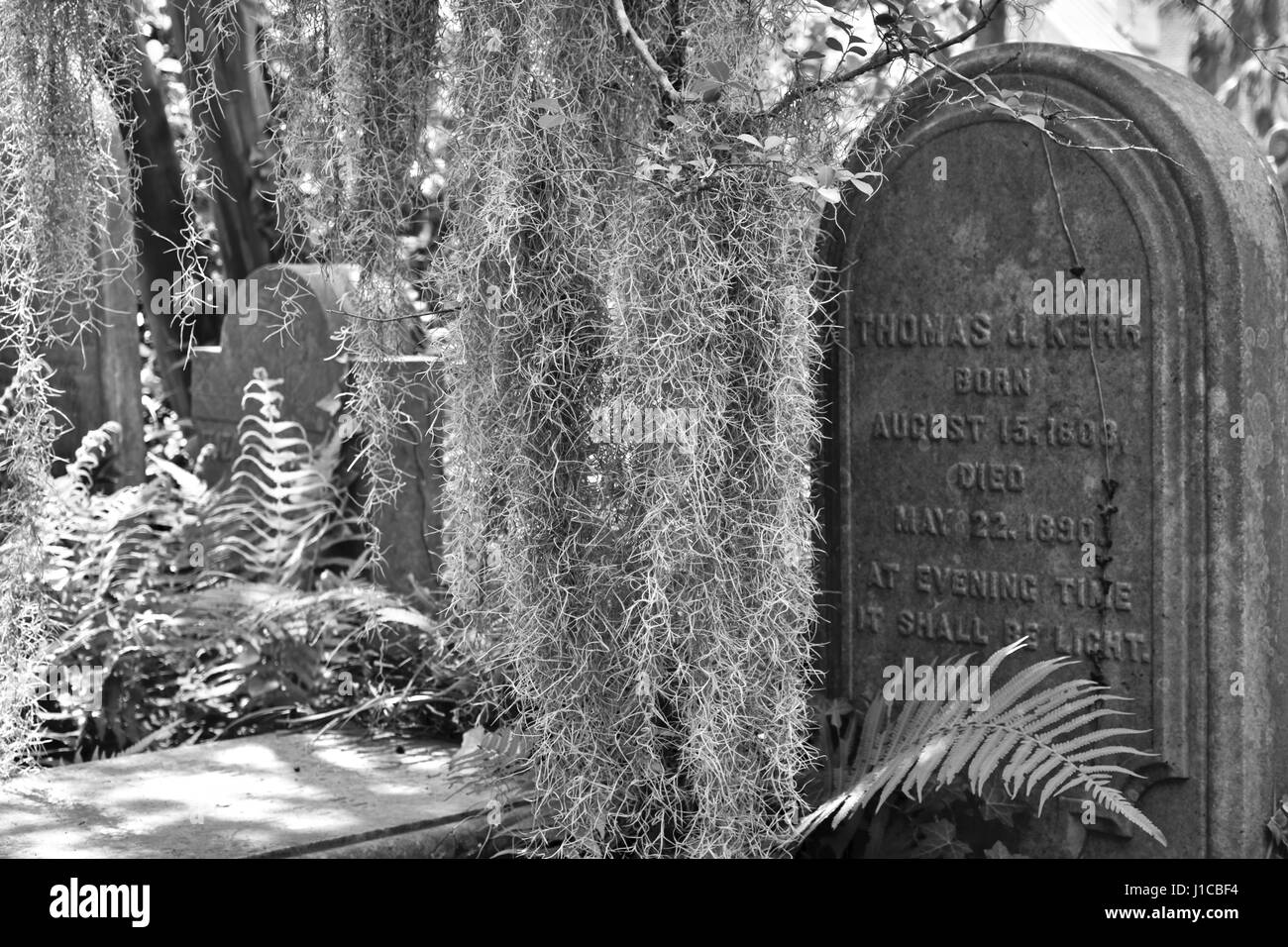 Charleston, Caroline du Sud jardin du souvenir avec cimetière envahi par la Banque D'Images
