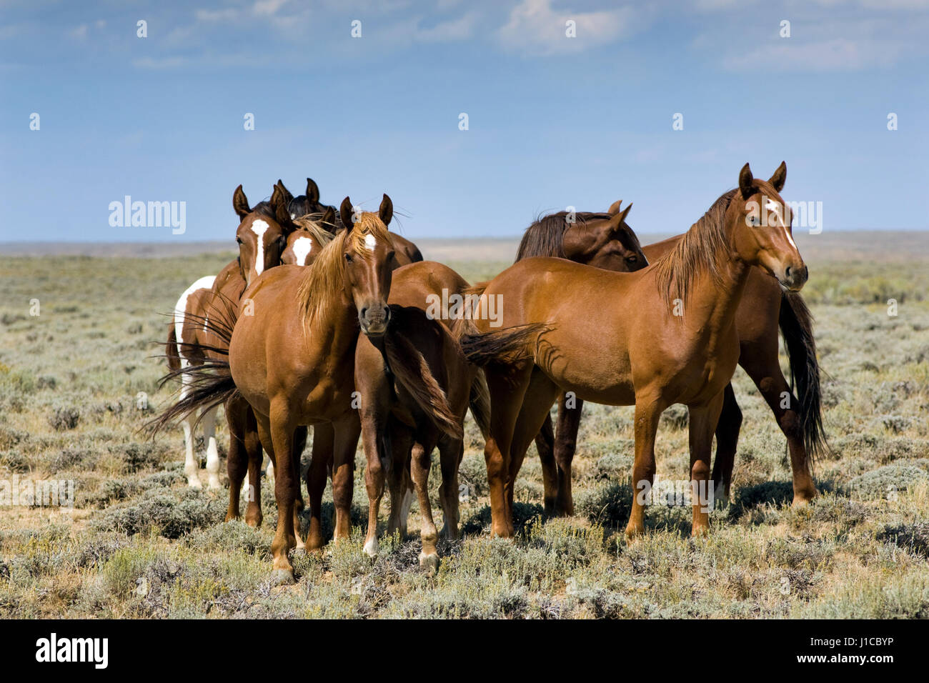 Mustang (Equus ferus caballus), troupeau dans la prairie, Wyoming, USA Banque D'Images