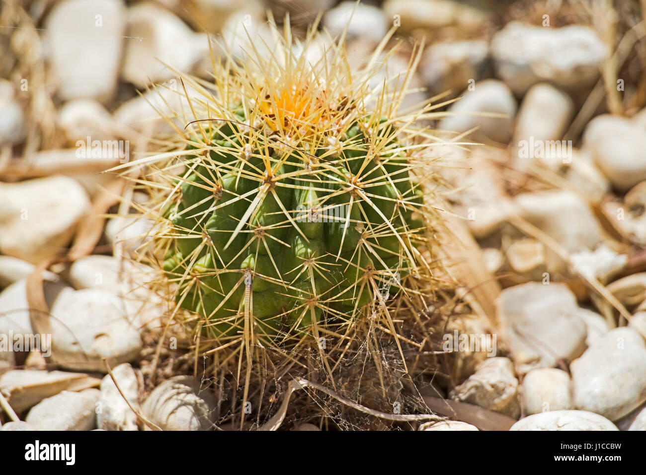 Close-up détail d'un baril à quille cactus dans un désert aride jardin ornemental Banque D'Images