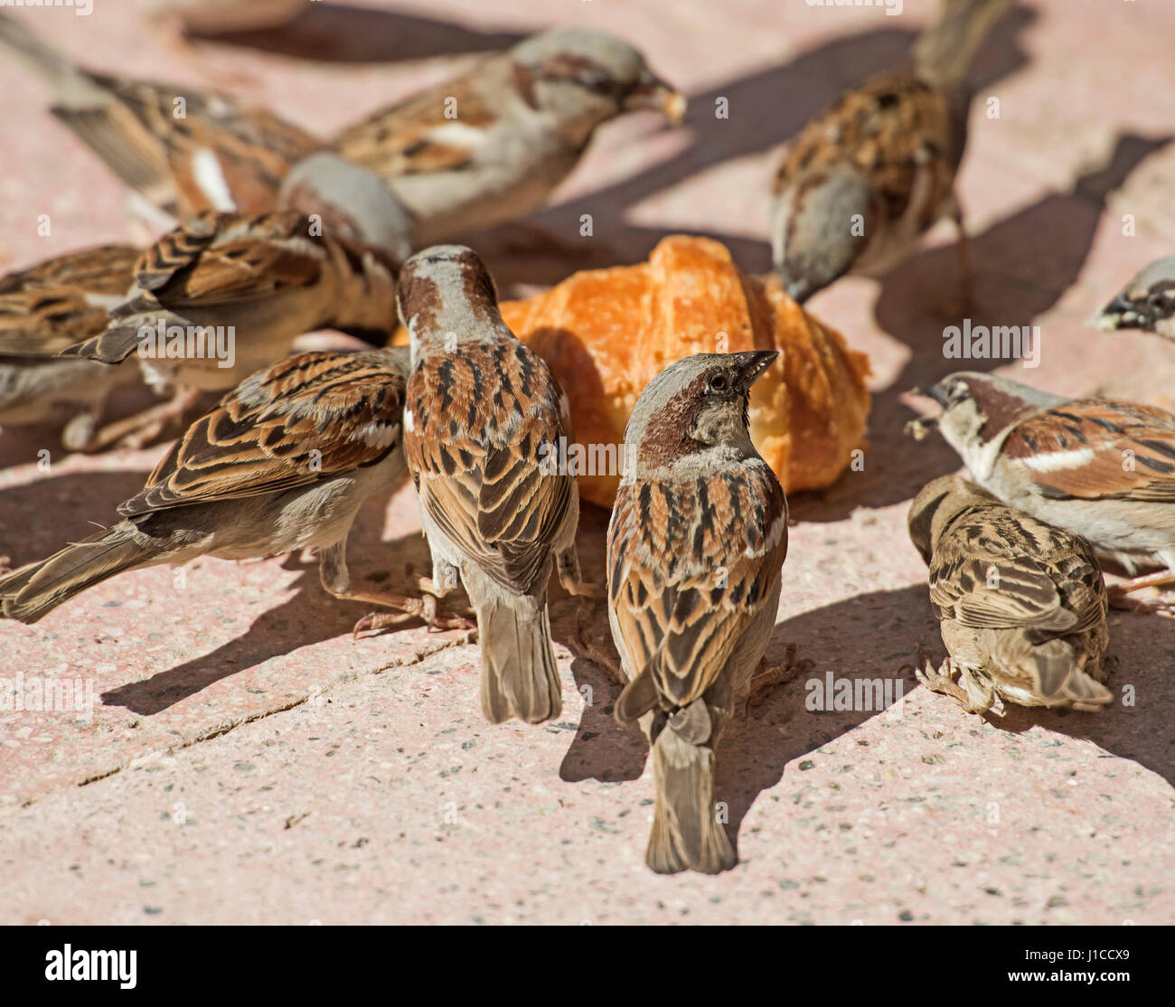 Troupeau de Moineau domestique Passer domesticus se nourrissant de pain mangées croissant sur le plancher Banque D'Images