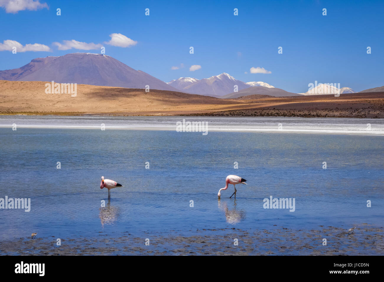 Flamants Roses dans l'altiplano laguna, sud Lipez reserva Eduardo Avaroa, Bolivie Banque D'Images