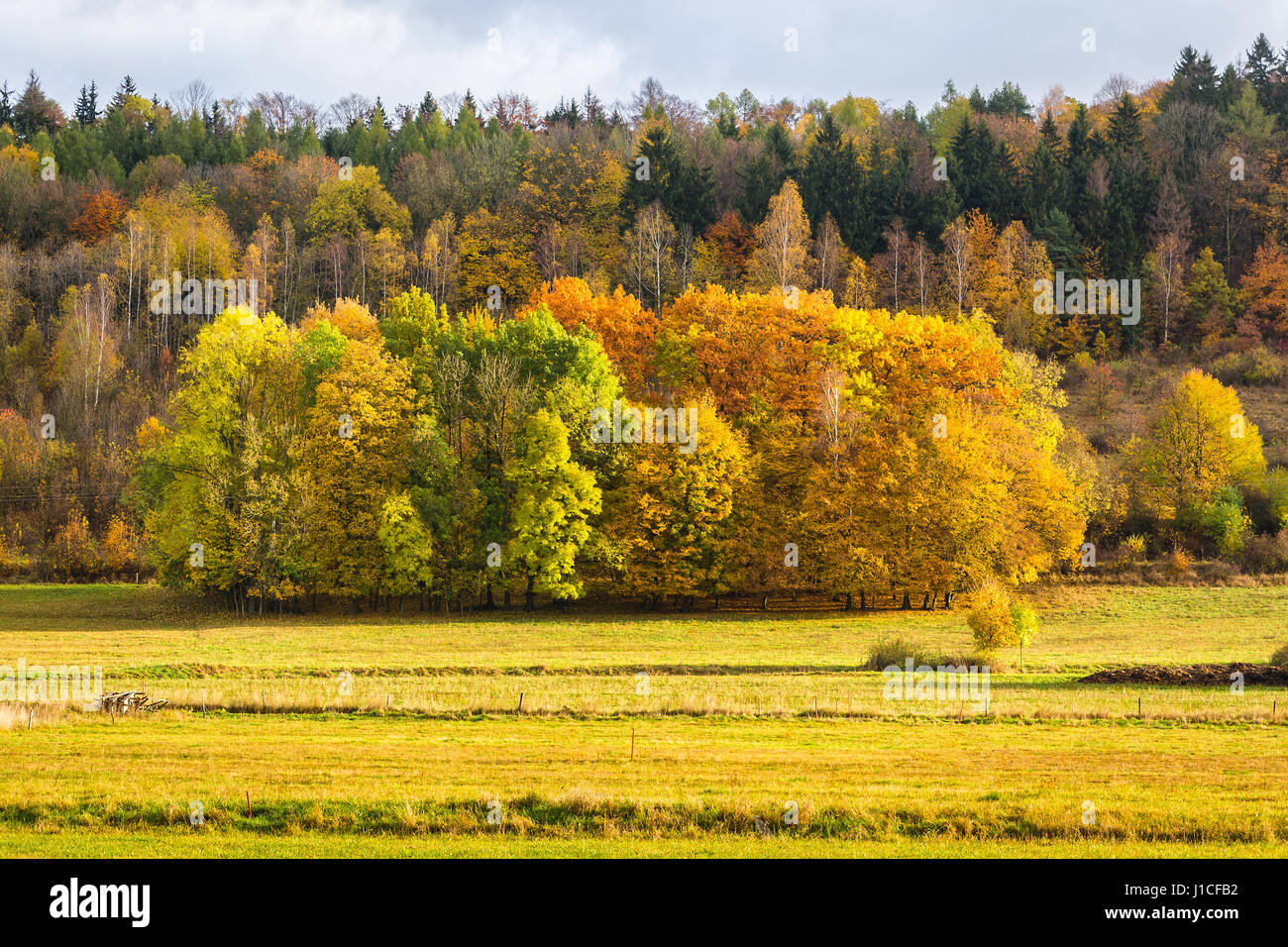 Les arbres colorés à la fin de l'automne, la Pologne. Couches de construire des usines de belle scène de l'or, l'explosion de couleurs jaune et vert Banque D'Images