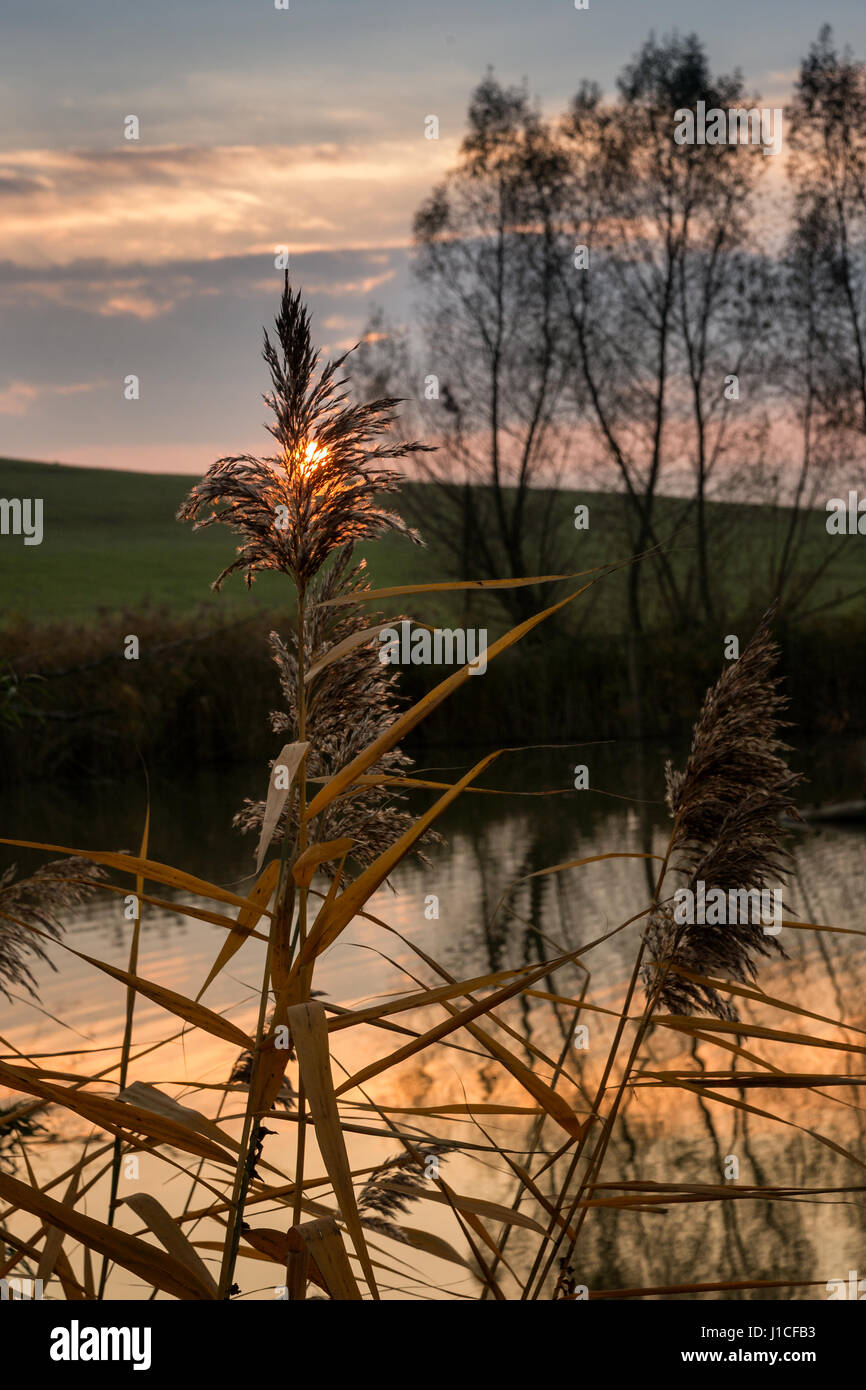 Scène d'automne idyllique - la fin de la lumière du soleil qui brille si reed délicate à l'étang de la banque en milieu rural Banque D'Images
