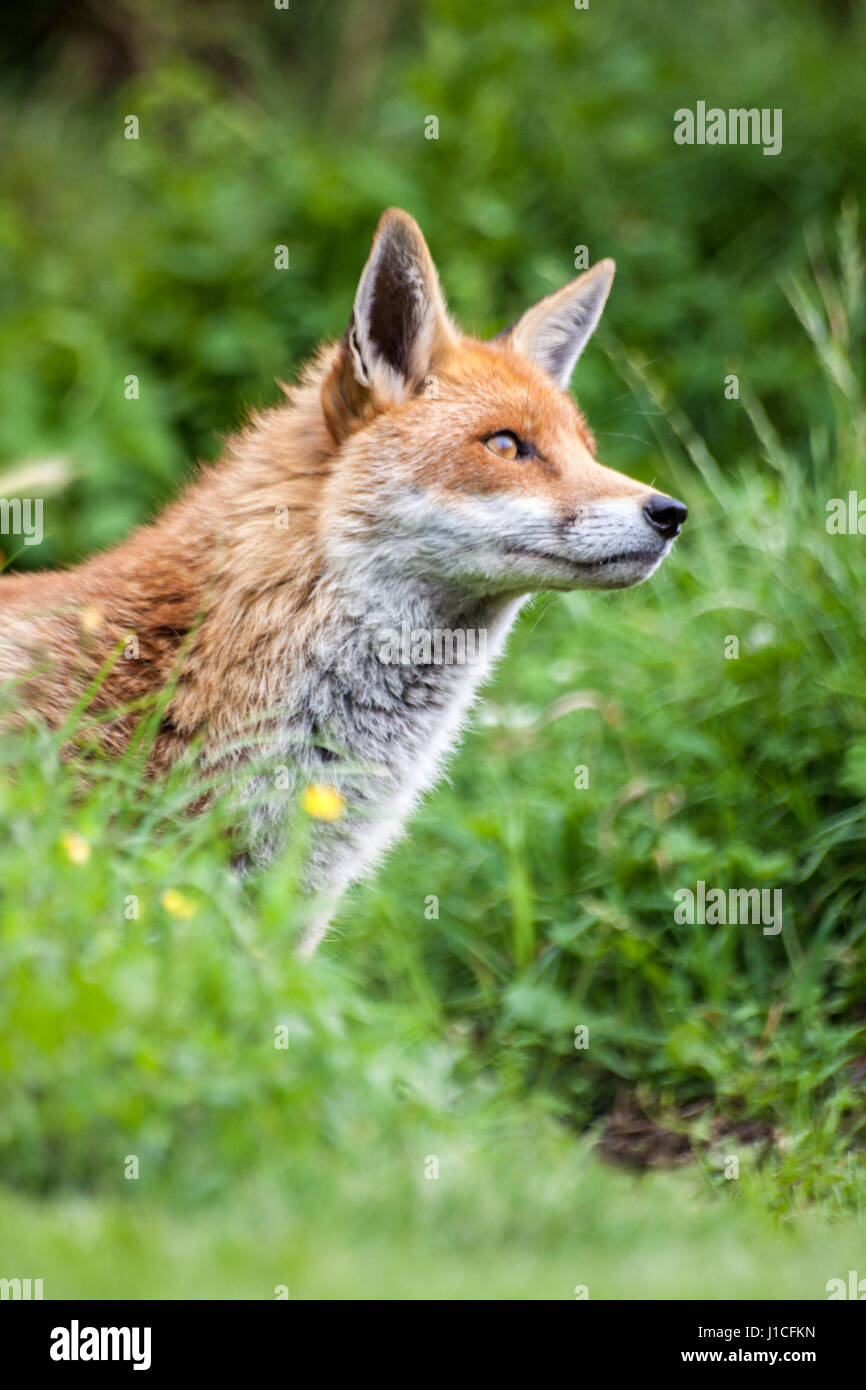 Fox mâle dans un champ, British Wildlife Centre, Surrey, UK Banque D'Images