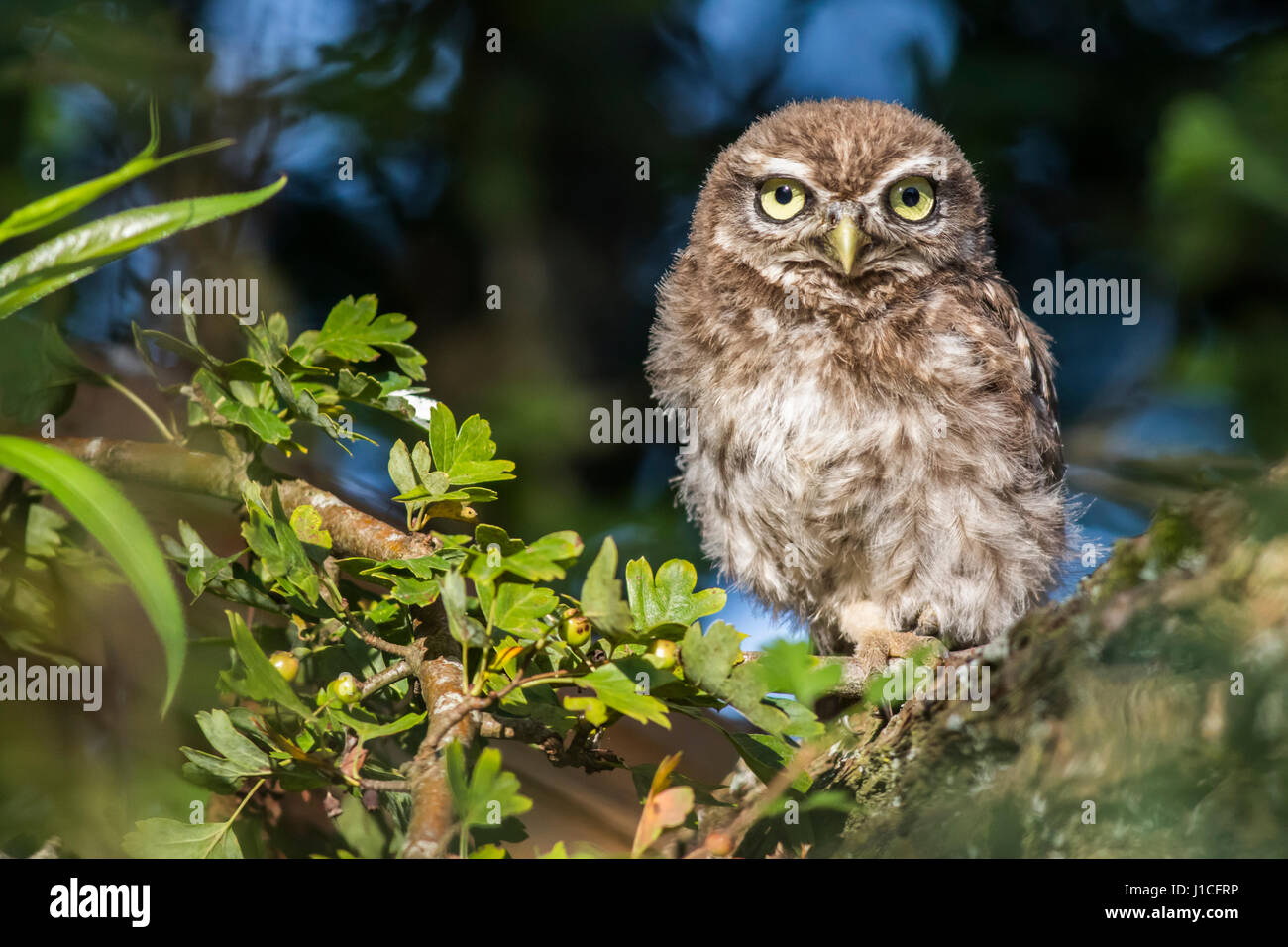 Un petit hibou est assis sur une branche Banque D'Images