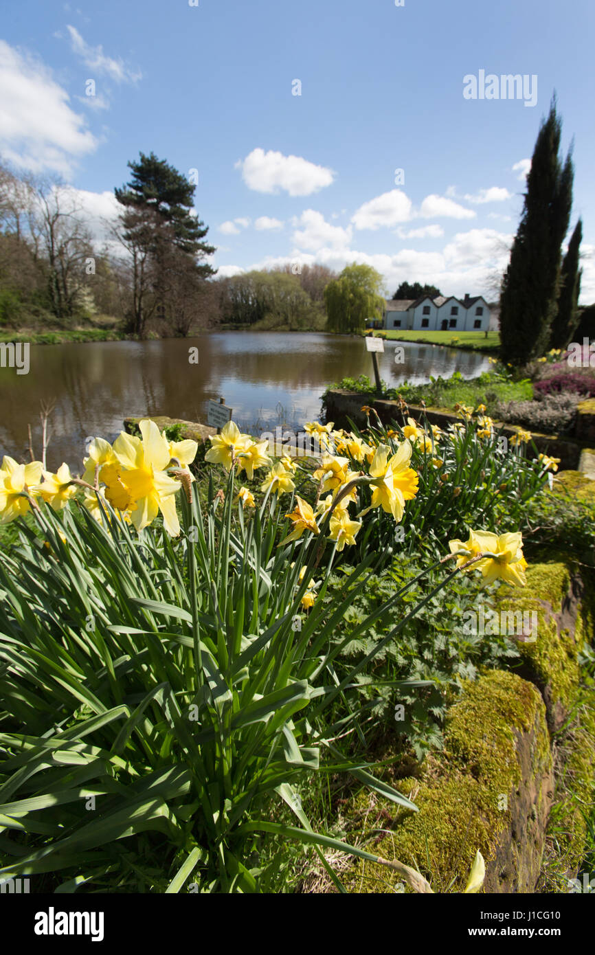 Village de Aldersey, Angleterre. Vue d'un printemps pittoresque étang de pêche avec Aldersey, ferme à l'arrière-plan. Banque D'Images