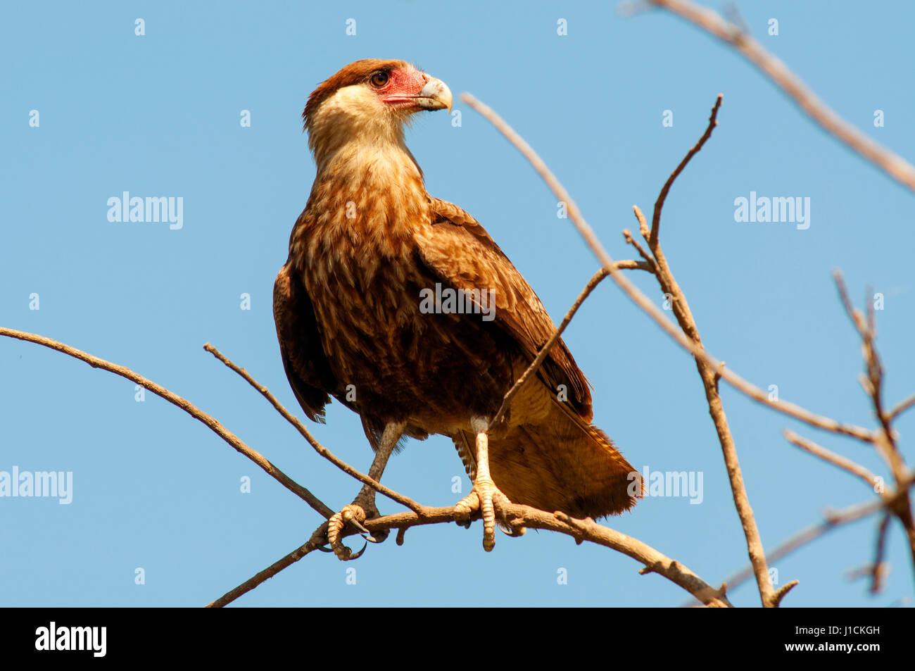 Carcará brésilien, oiseau de proie au Pantanal de Mato Grosso, Brésil Banque D'Images