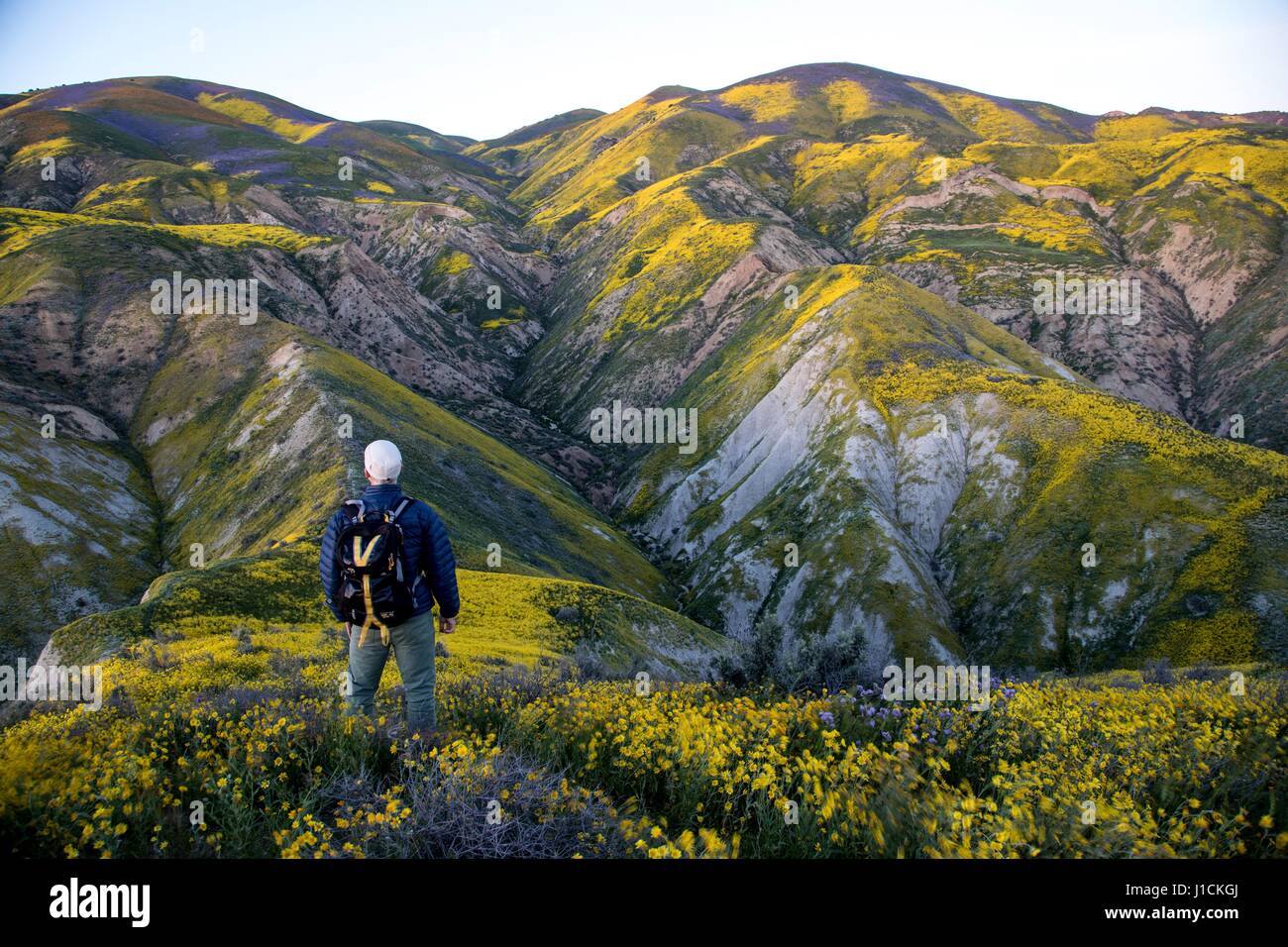 Un randonneur regarde sur le tapis de fleurs sauvages sur les collines et les champs dans le Carrizo Plains National Monument pendant un super bloom 1 avril 2017 dans le sud-est du comté de San Luis Obispo, en Californie. Hiver record tout au long de la Californie a conduit à enregistrer fleurs fleurs sauvages dans la région. Banque D'Images