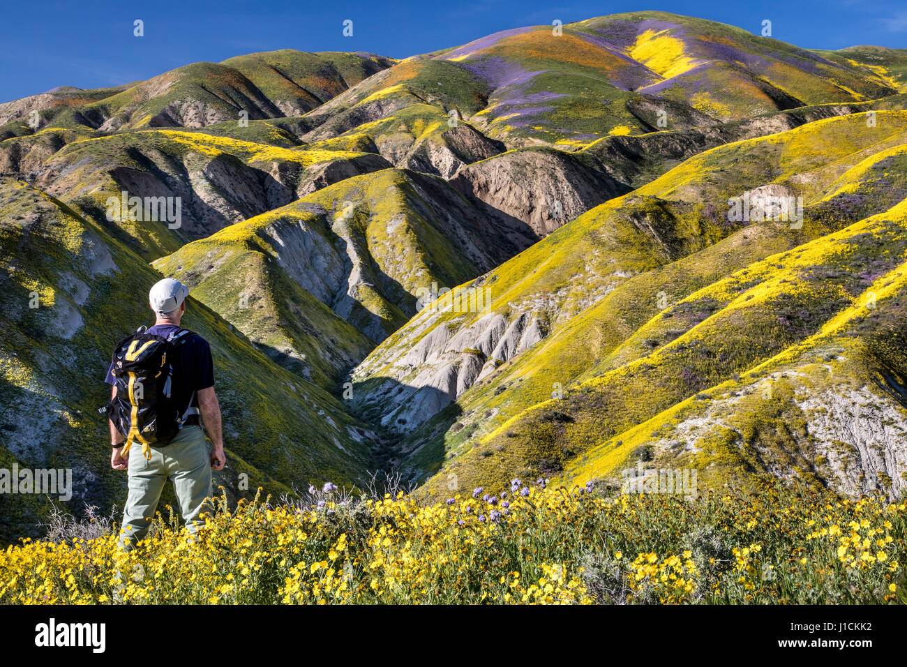 Un randonneur regarde sur le tapis de fleurs sauvages sur les collines et les champs dans le Carrizo Plains National Monument pendant un super bloom 1 avril 2017 dans le sud-est du comté de San Luis Obispo, en Californie. Hiver record tout au long de la Californie a conduit à enregistrer fleurs fleurs sauvages dans la région. Banque D'Images
